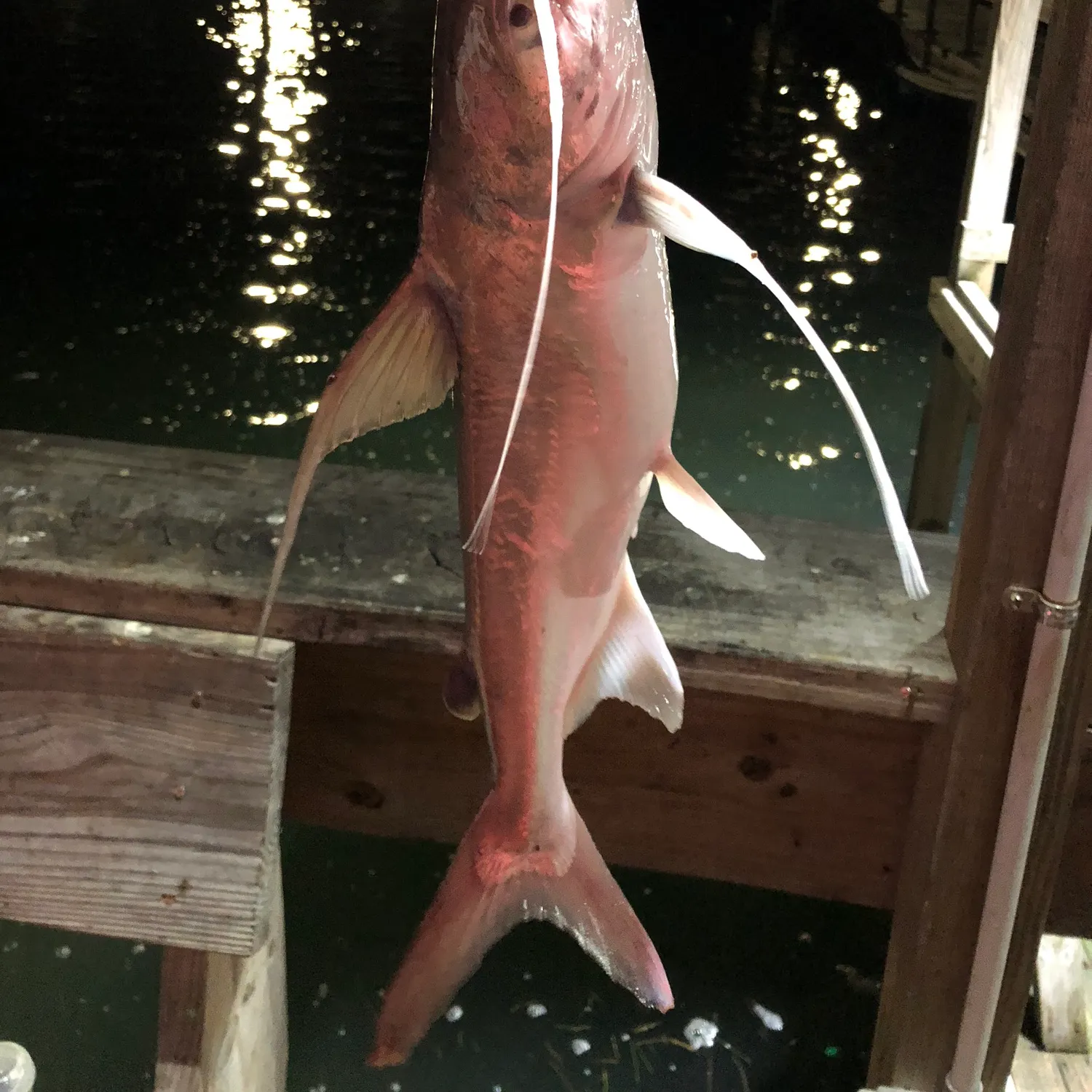 Gafftopsail sea catfish caught on Fishbrain