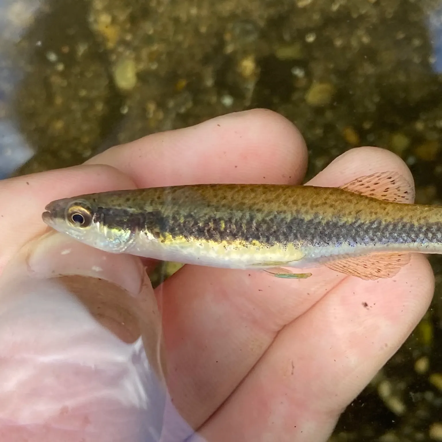 The most recent Blackstripe topminnow catches on Fishbrain