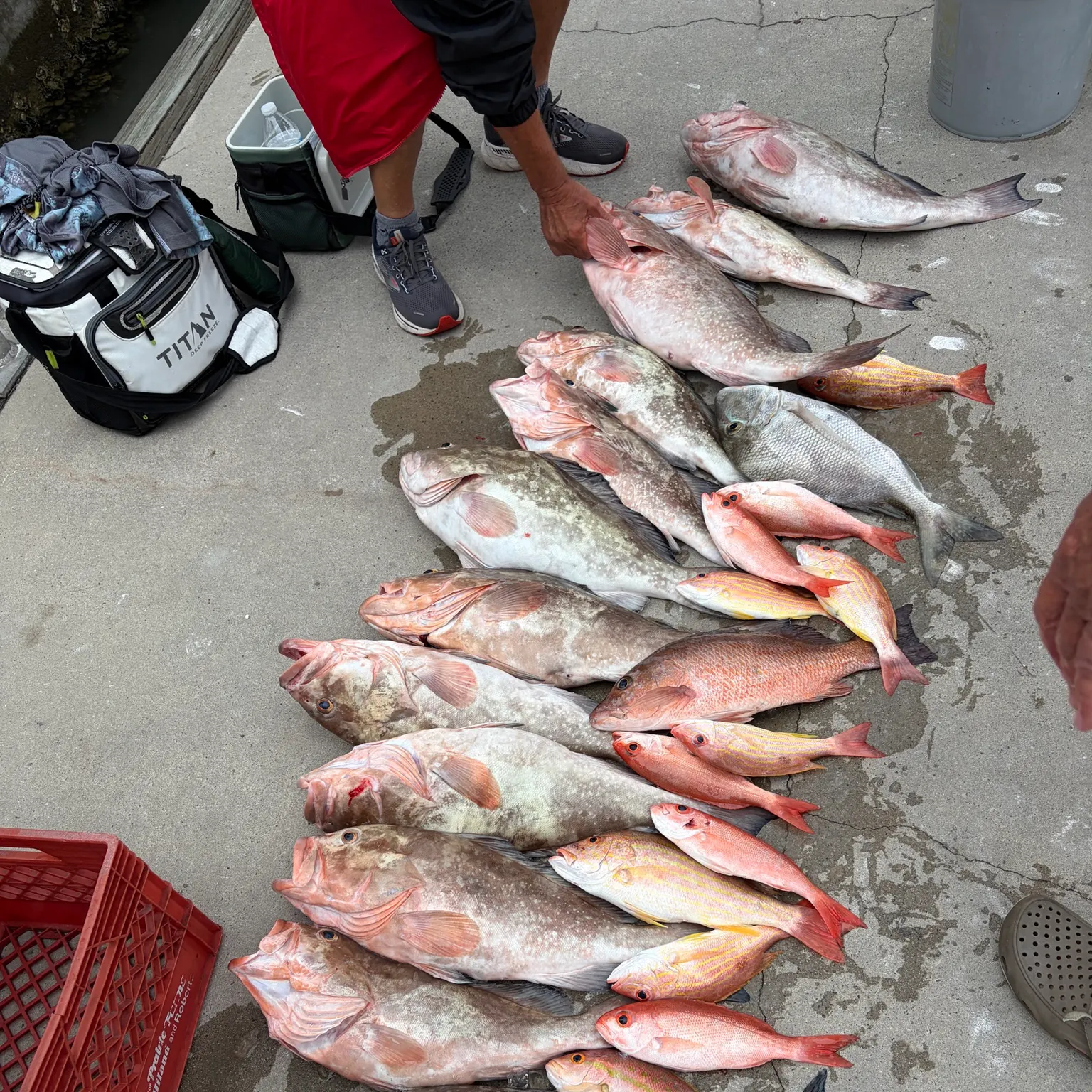 recently logged catches