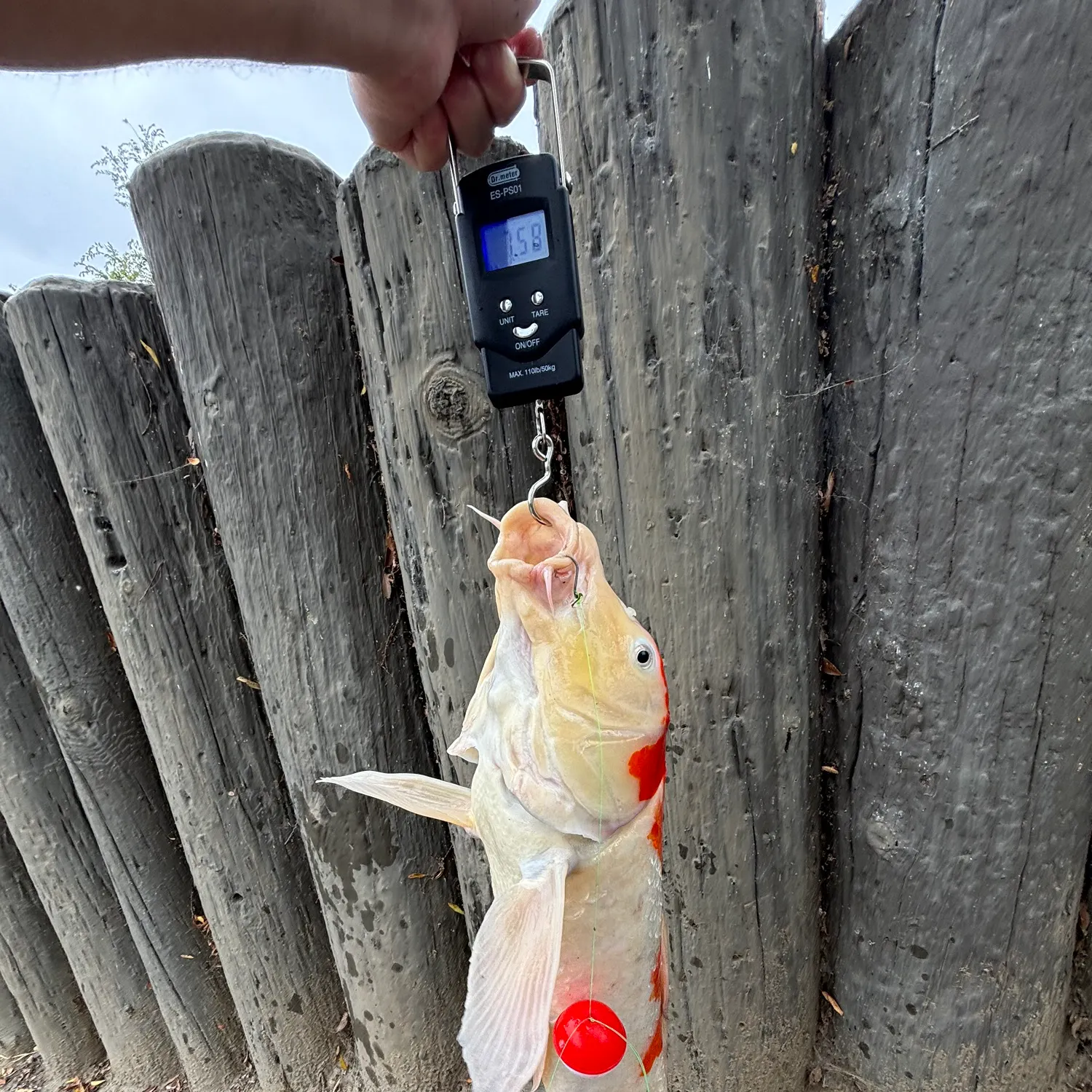most liked catch image