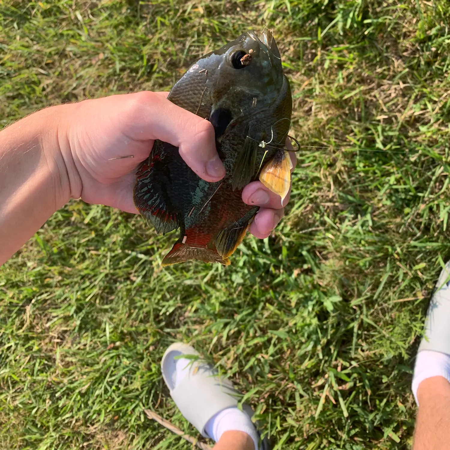 The most recent Redspotted sunfish catches on Fishbrain