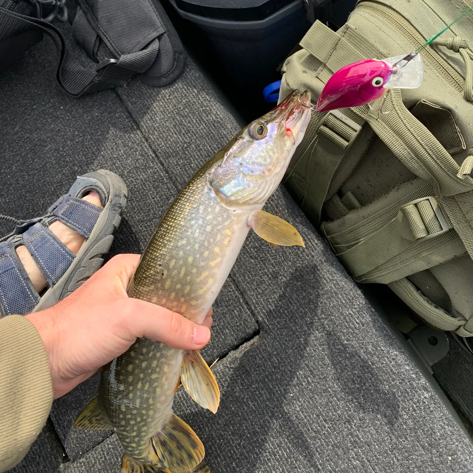 recently logged catches