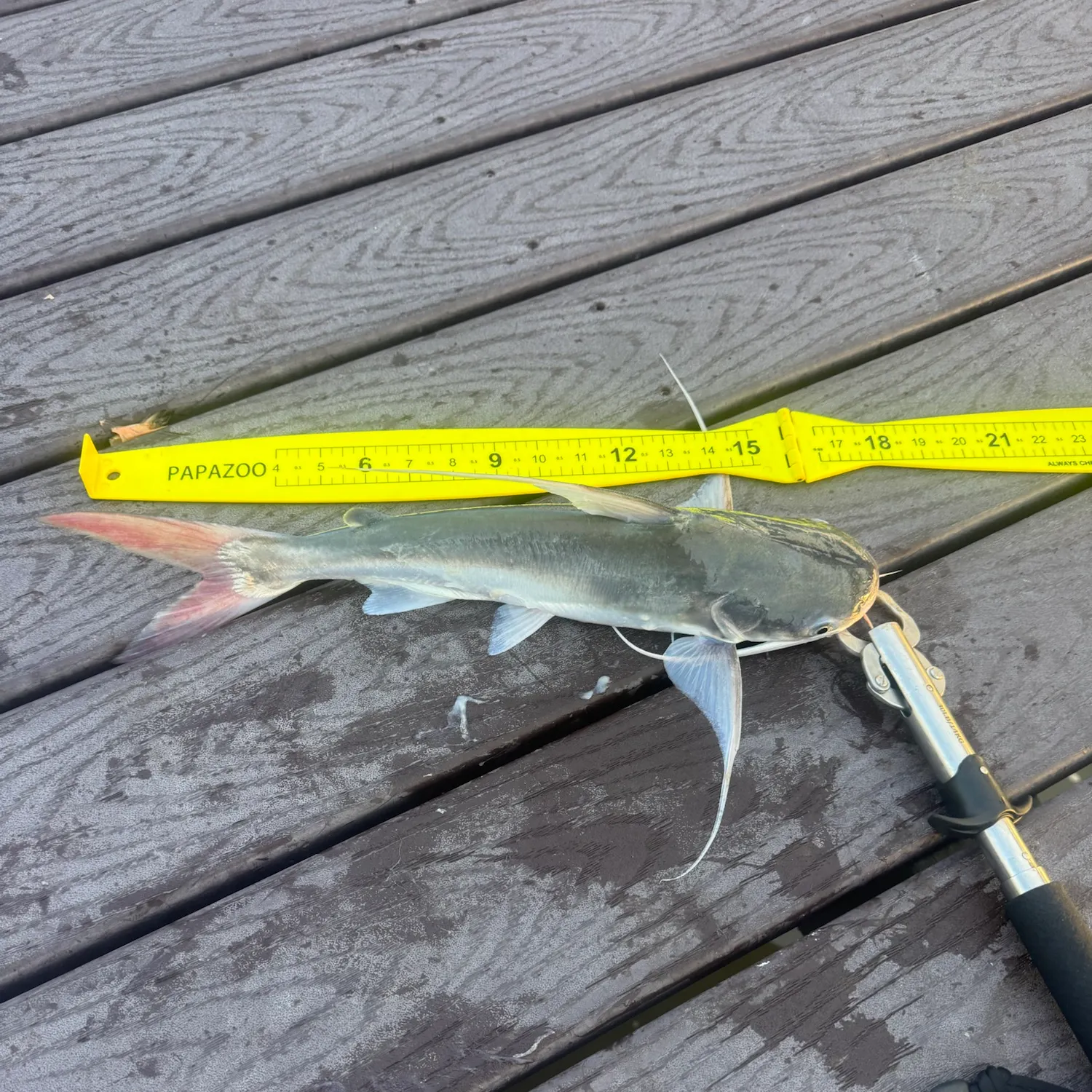 Gafftopsail sea catfish caught on Fishbrain