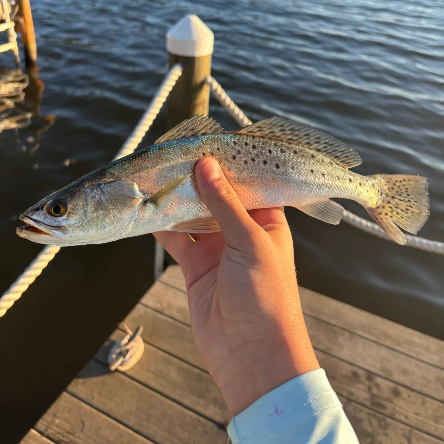 Spotted seatrout caught on Fishbrain