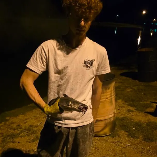 Blue catfish caught on Fishbrain