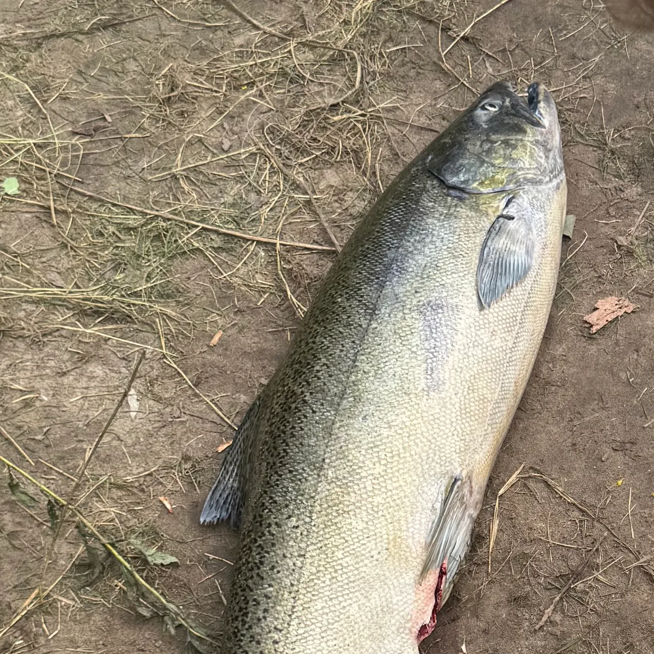 Chinook salmon caught on Fishbrain