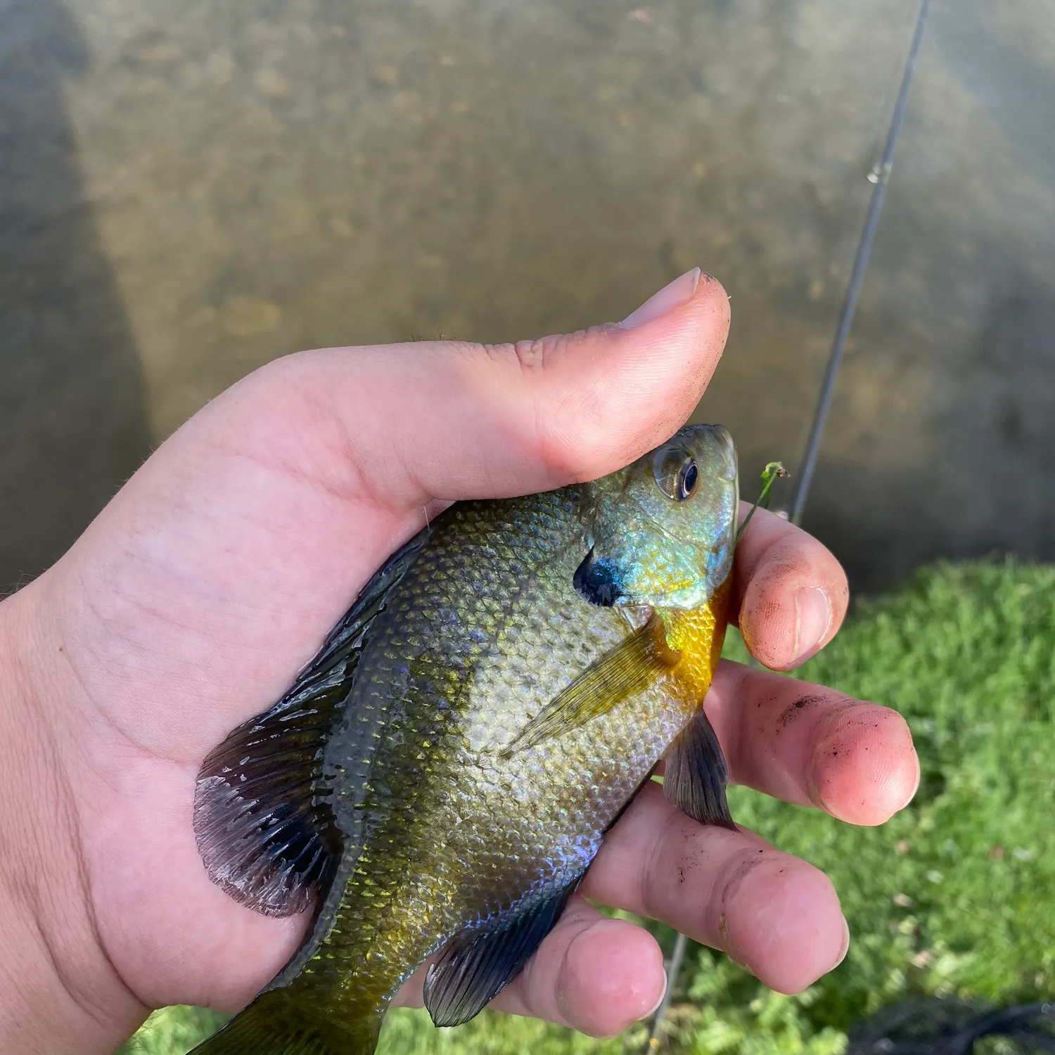Bluegill caught on Fishbrain