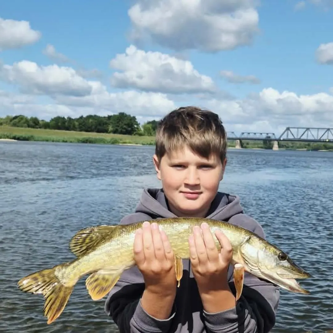 Northern pike caught on Fishbrain