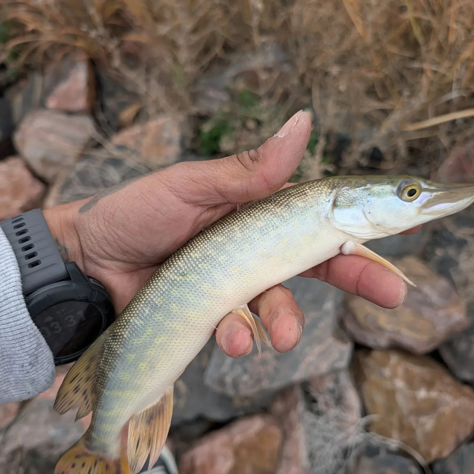 Northern pike caught on Fishbrain