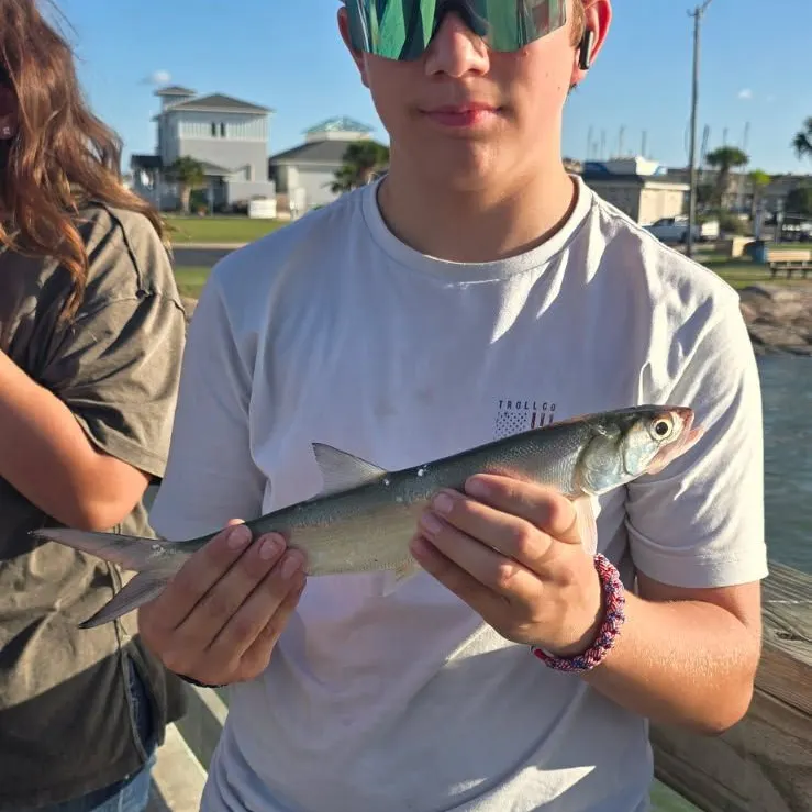 Ladyfish caught on Fishbrain