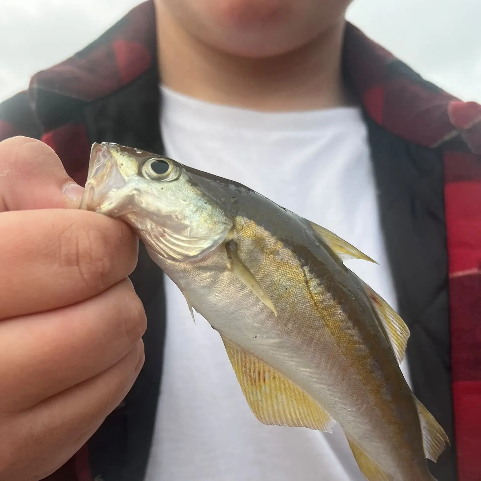 The most recent Poor cod catches on Fishbrain