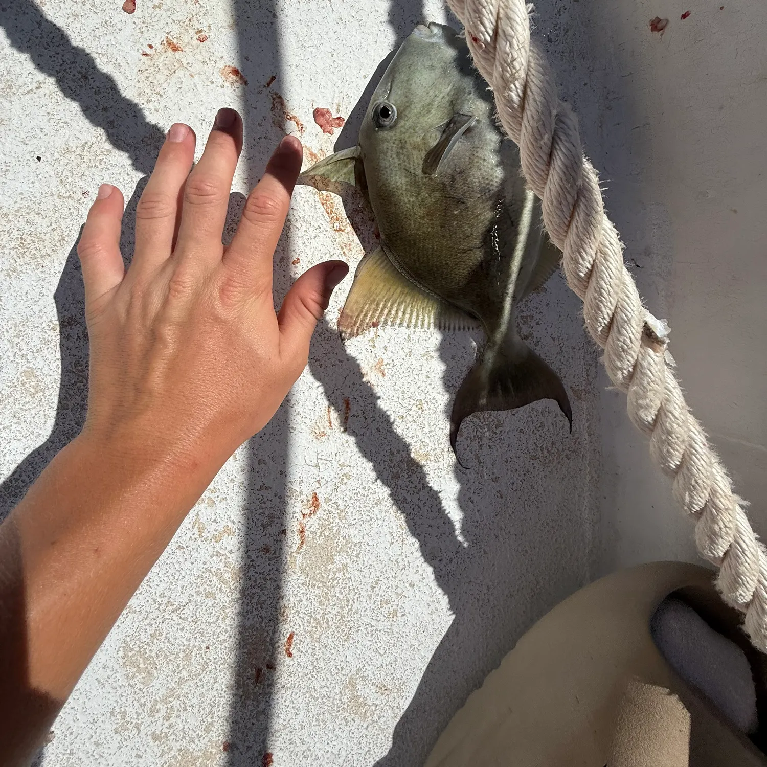 The most recent Ocean triggerfish catches on Fishbrain