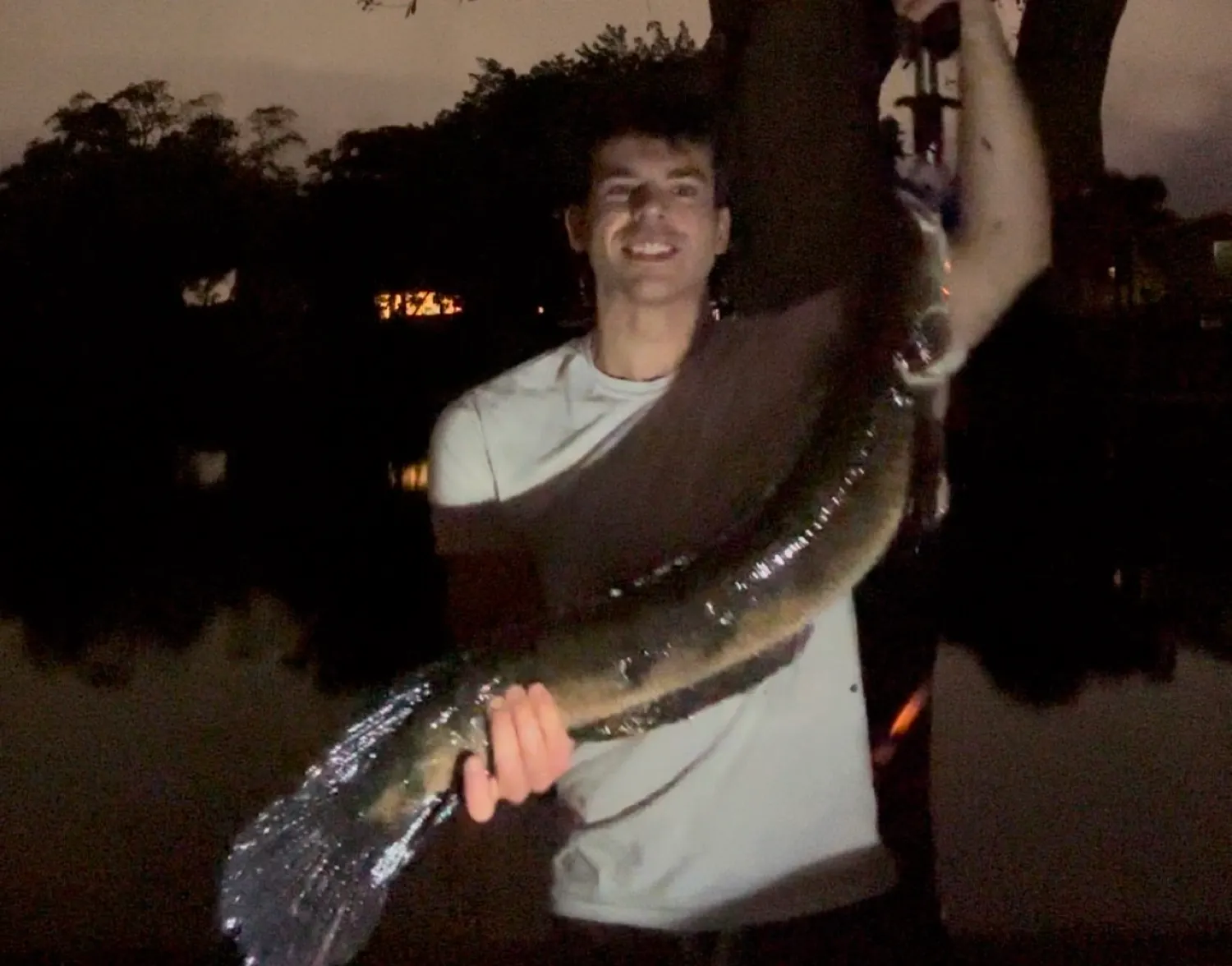 Bullseye snakehead