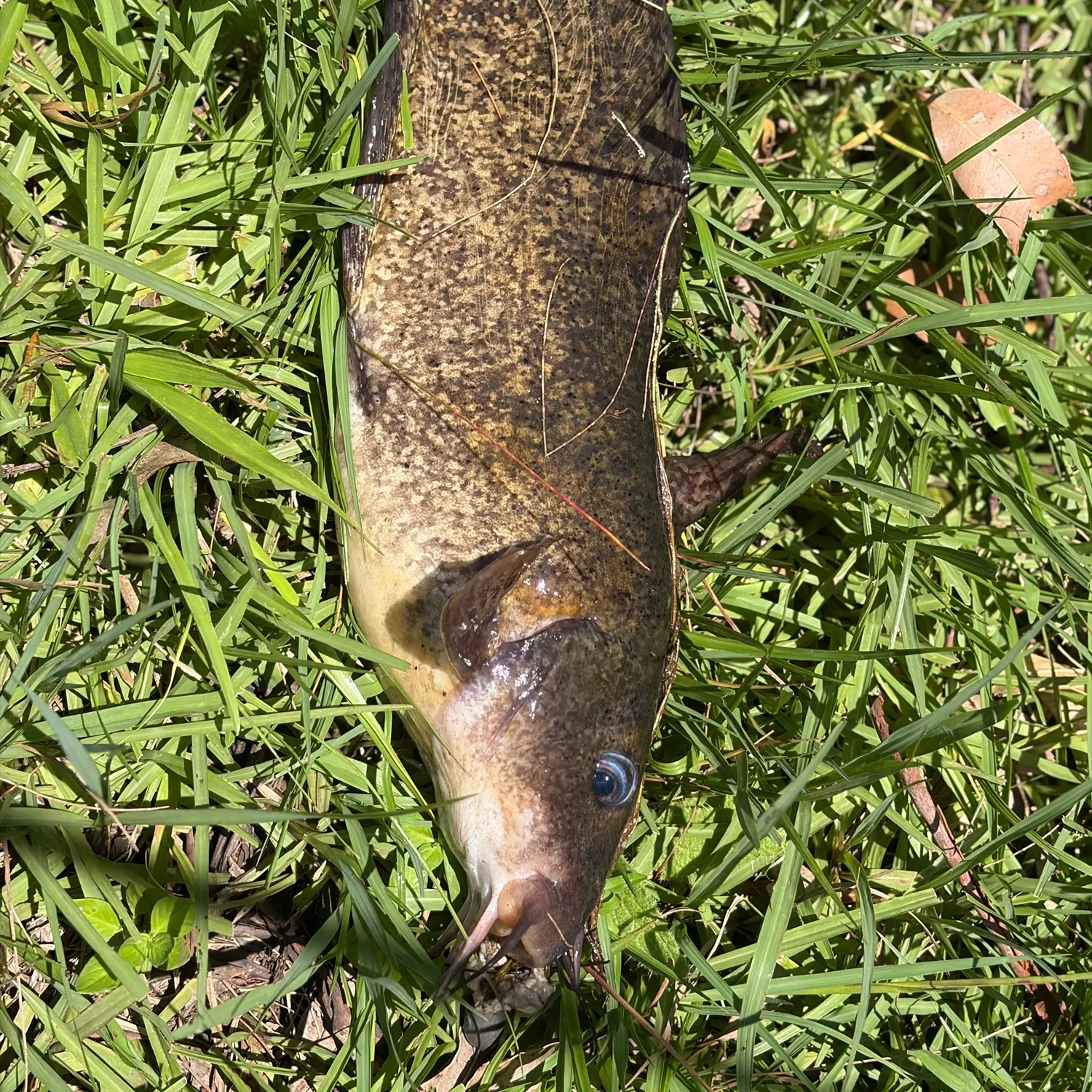 The most recent Dewfish catches on Fishbrain