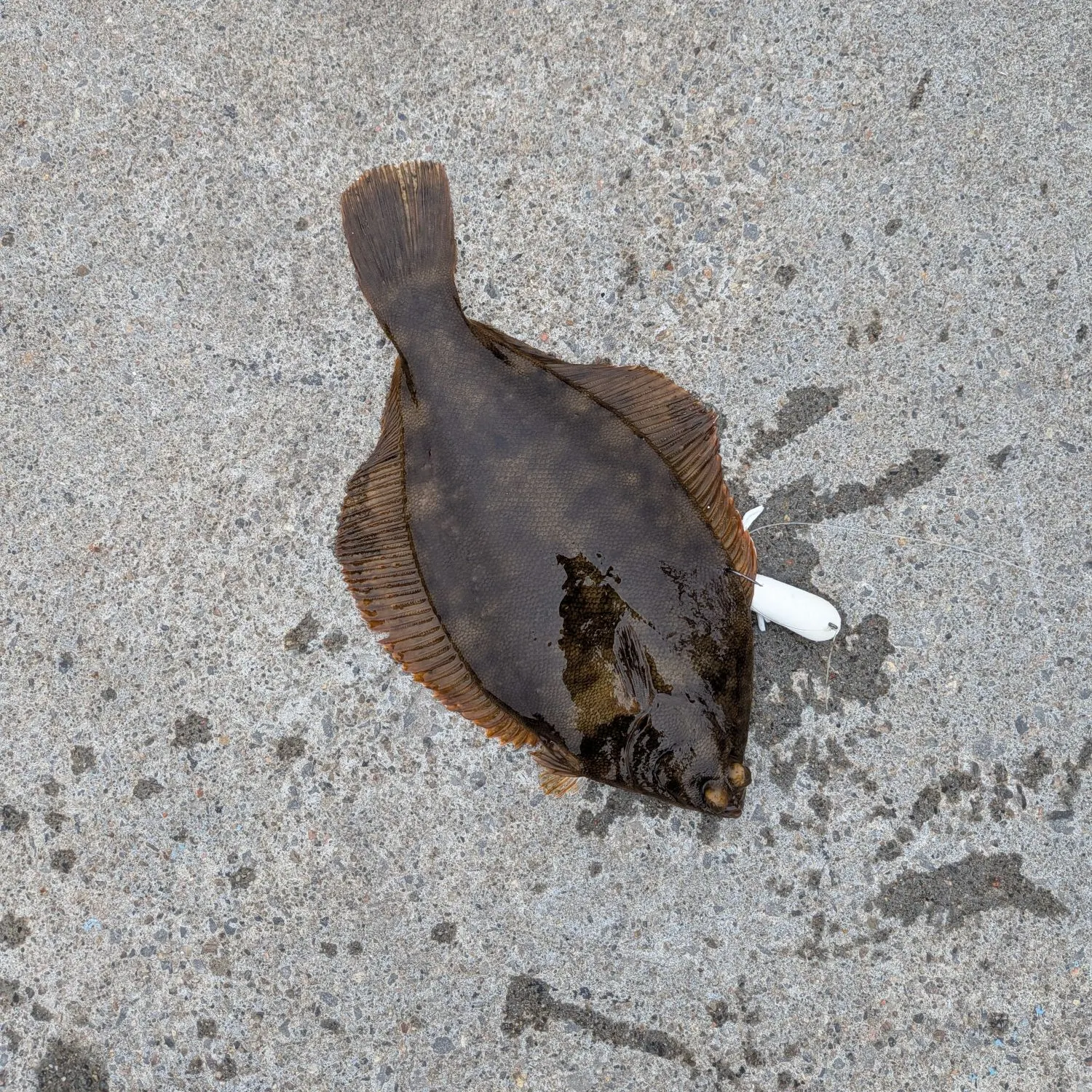 The most recent Yellowtail flounder catches on Fishbrain