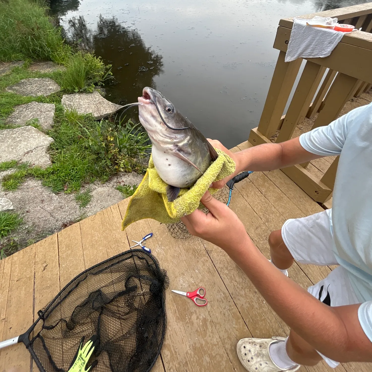 Channel catfish caught on Fishbrain