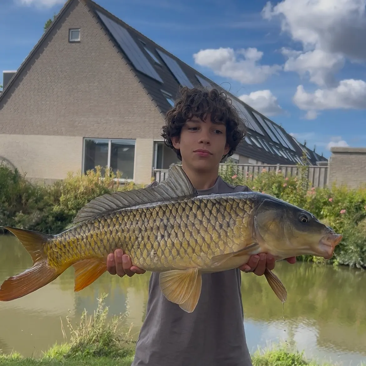 Common carp caught on Fishbrain