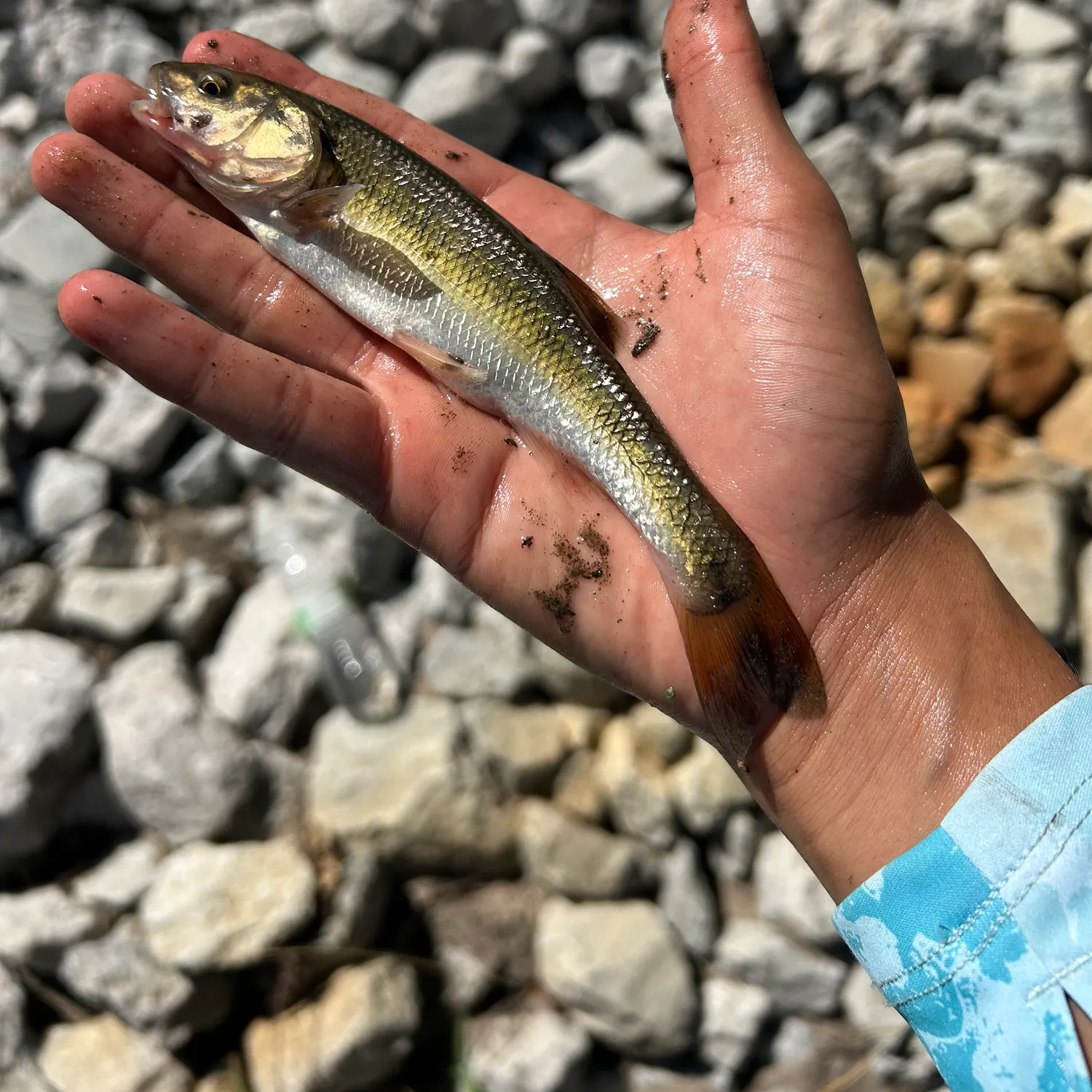 Creek chub caught on Fishbrain