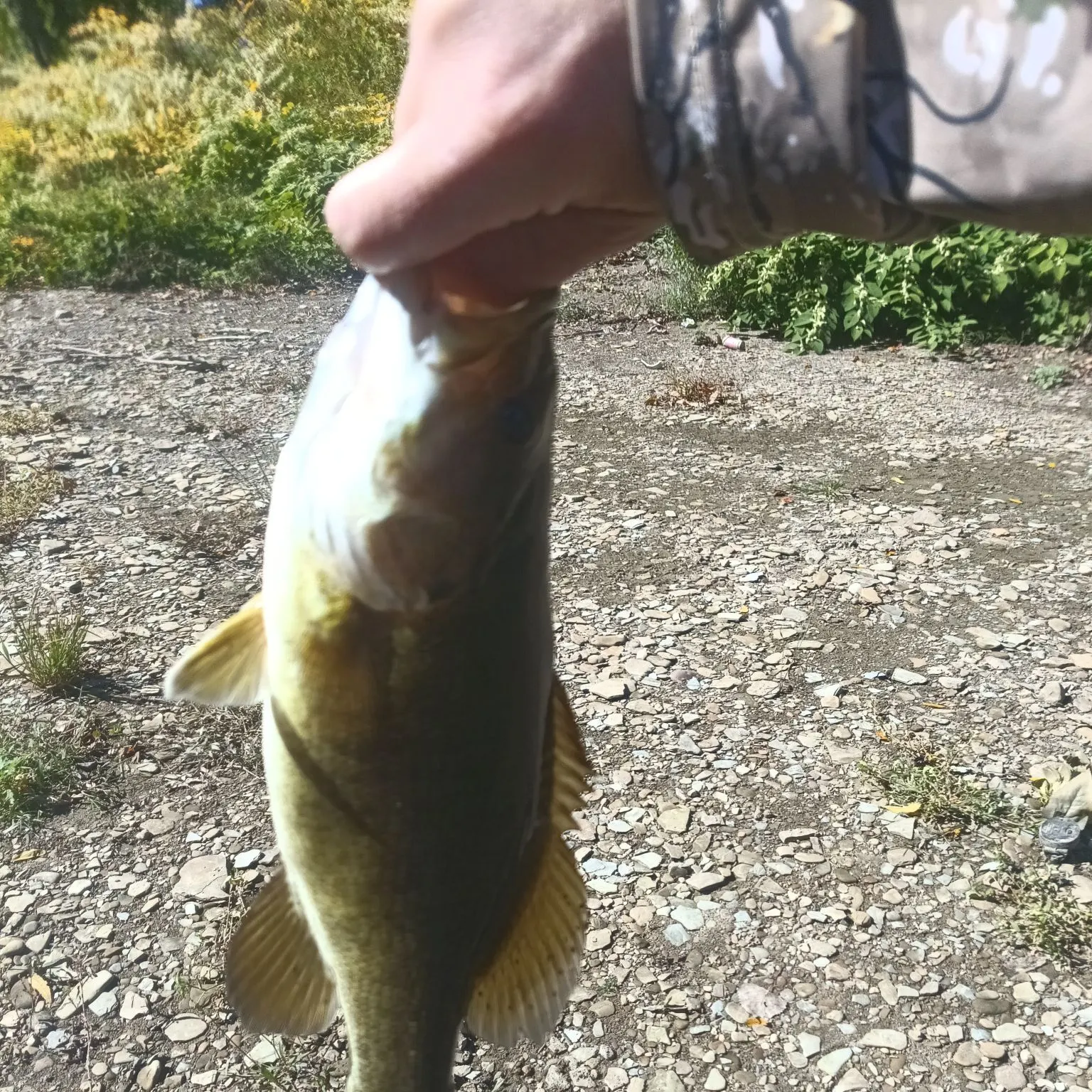 Smallmouth bass caught on Fishbrain