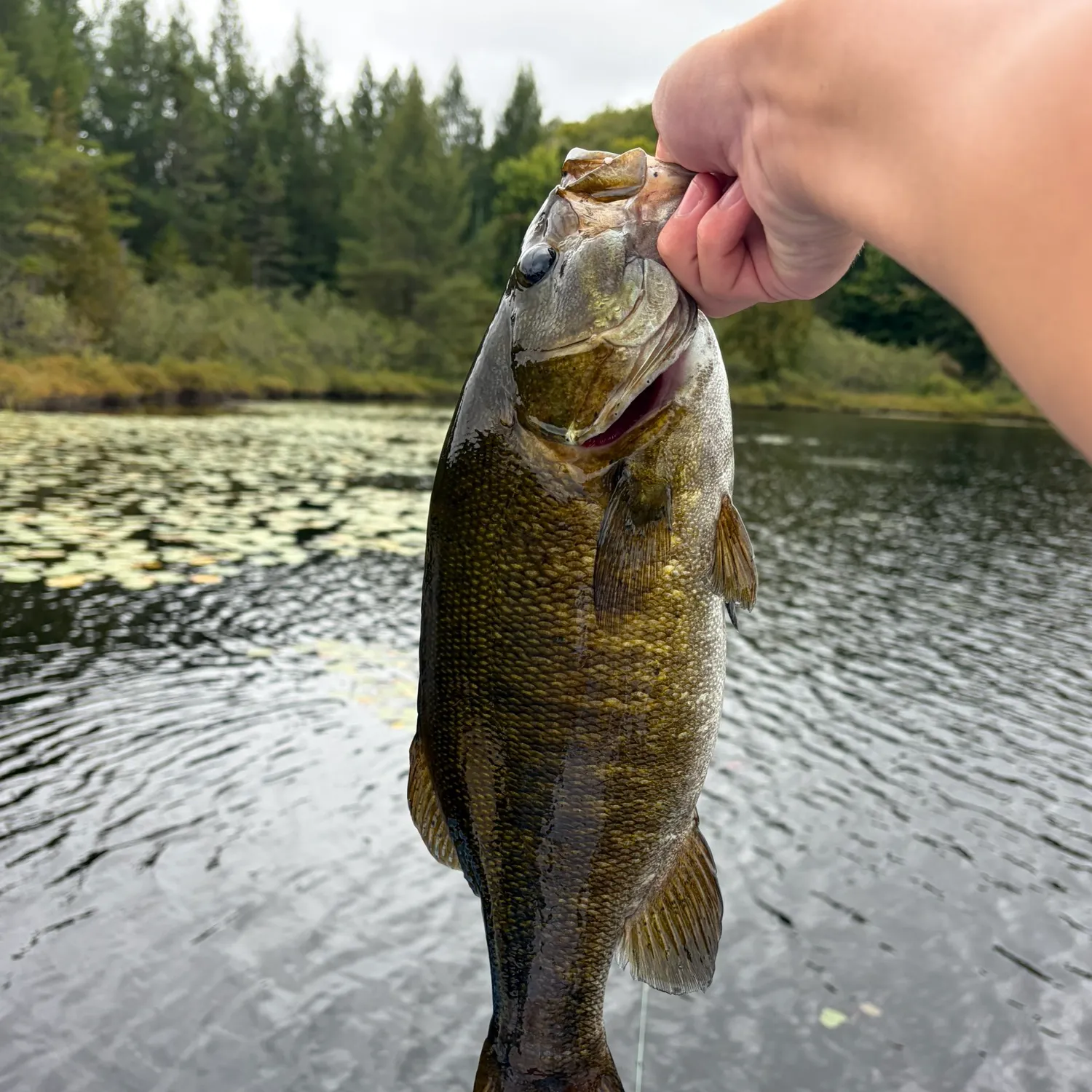 Smallmouth bass caught on Fishbrain