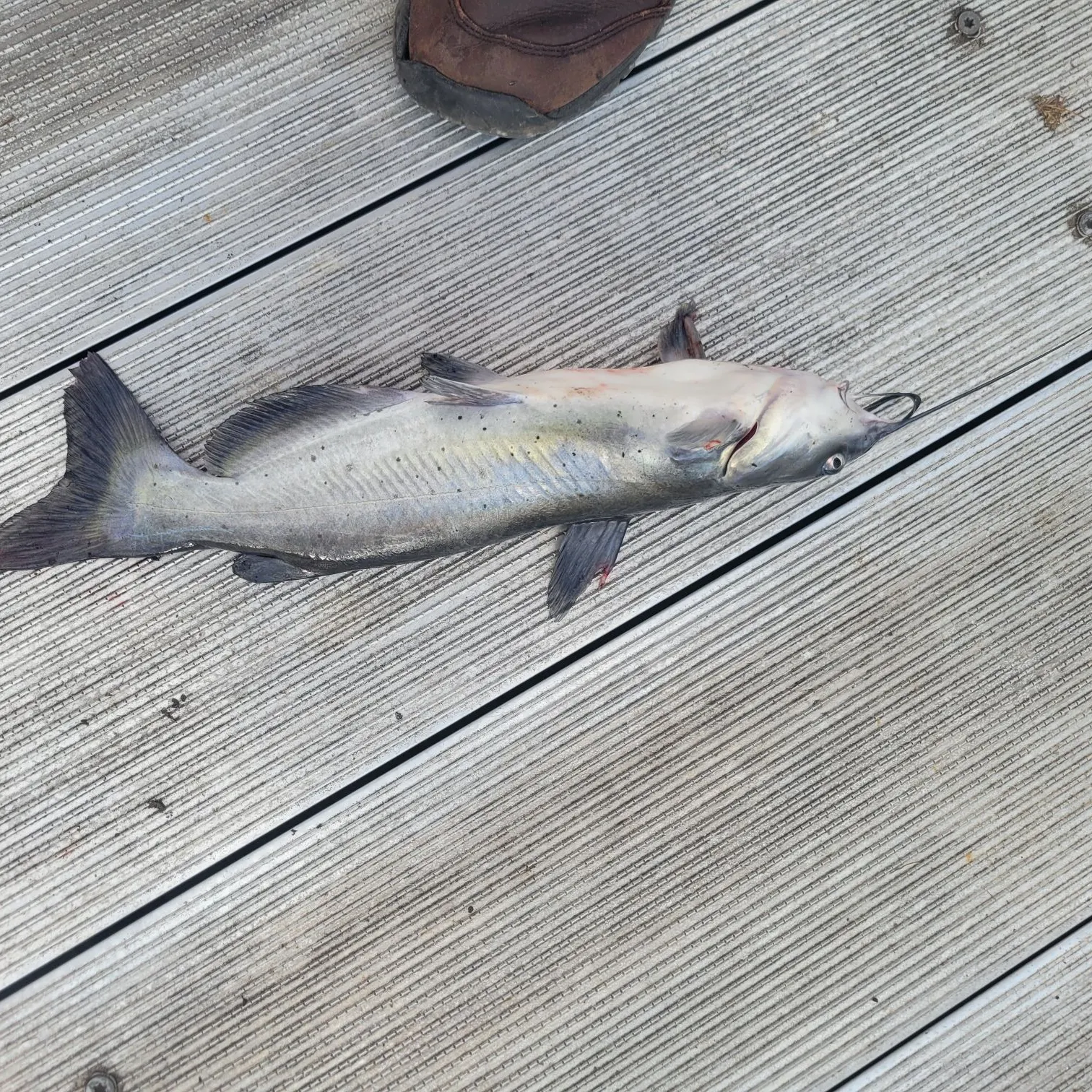 Blue catfish caught on Fishbrain