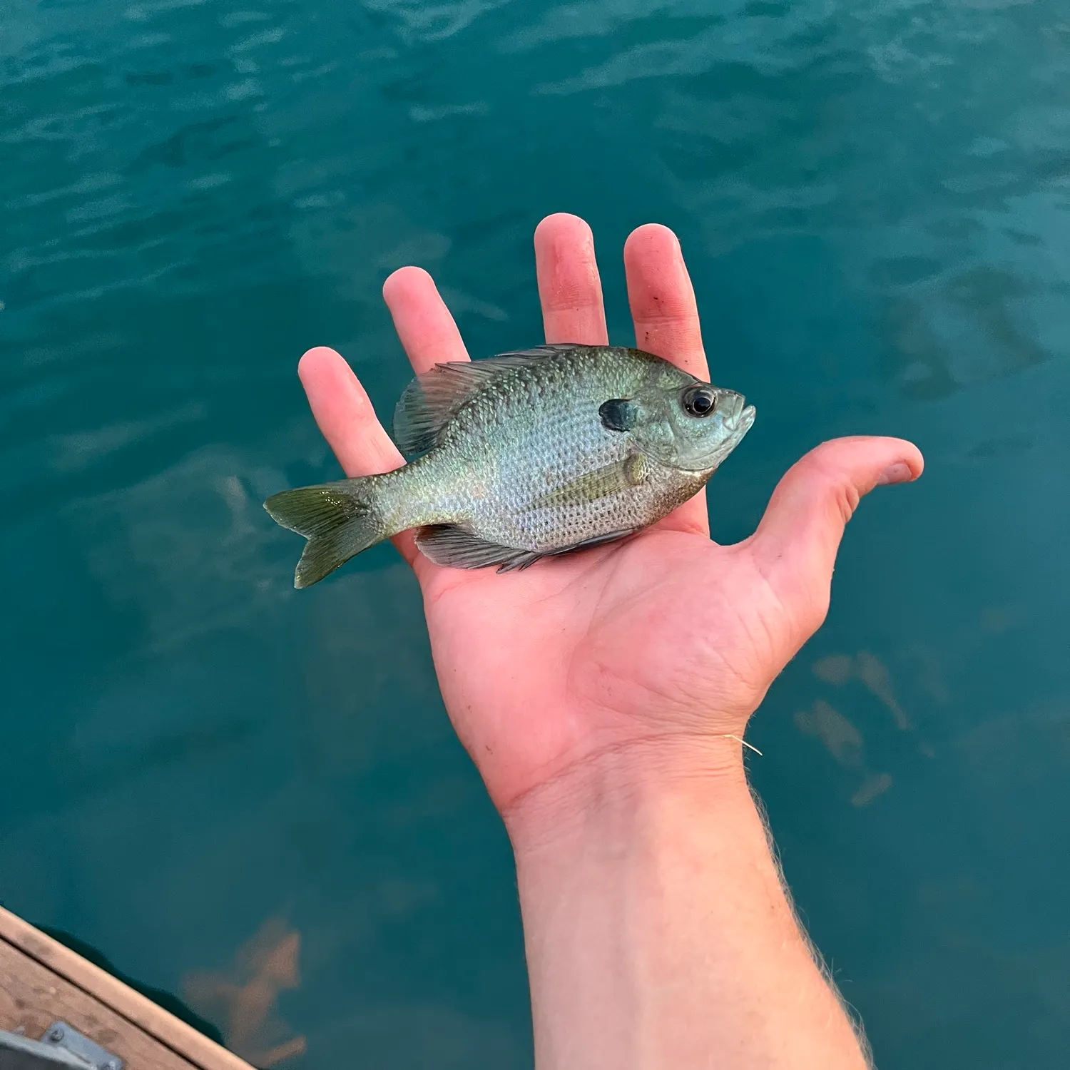Bluegill caught on Fishbrain