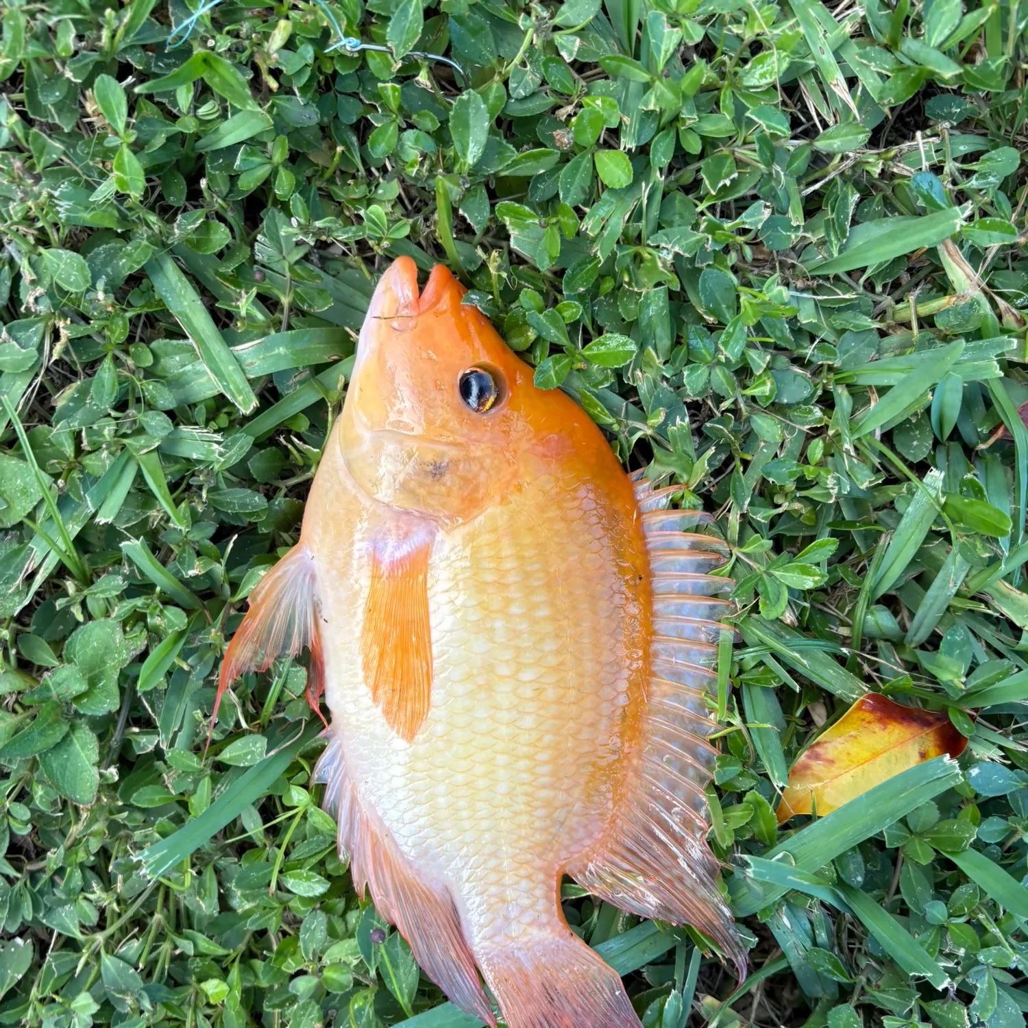 The most recent Midas cichlid catches on Fishbrain
