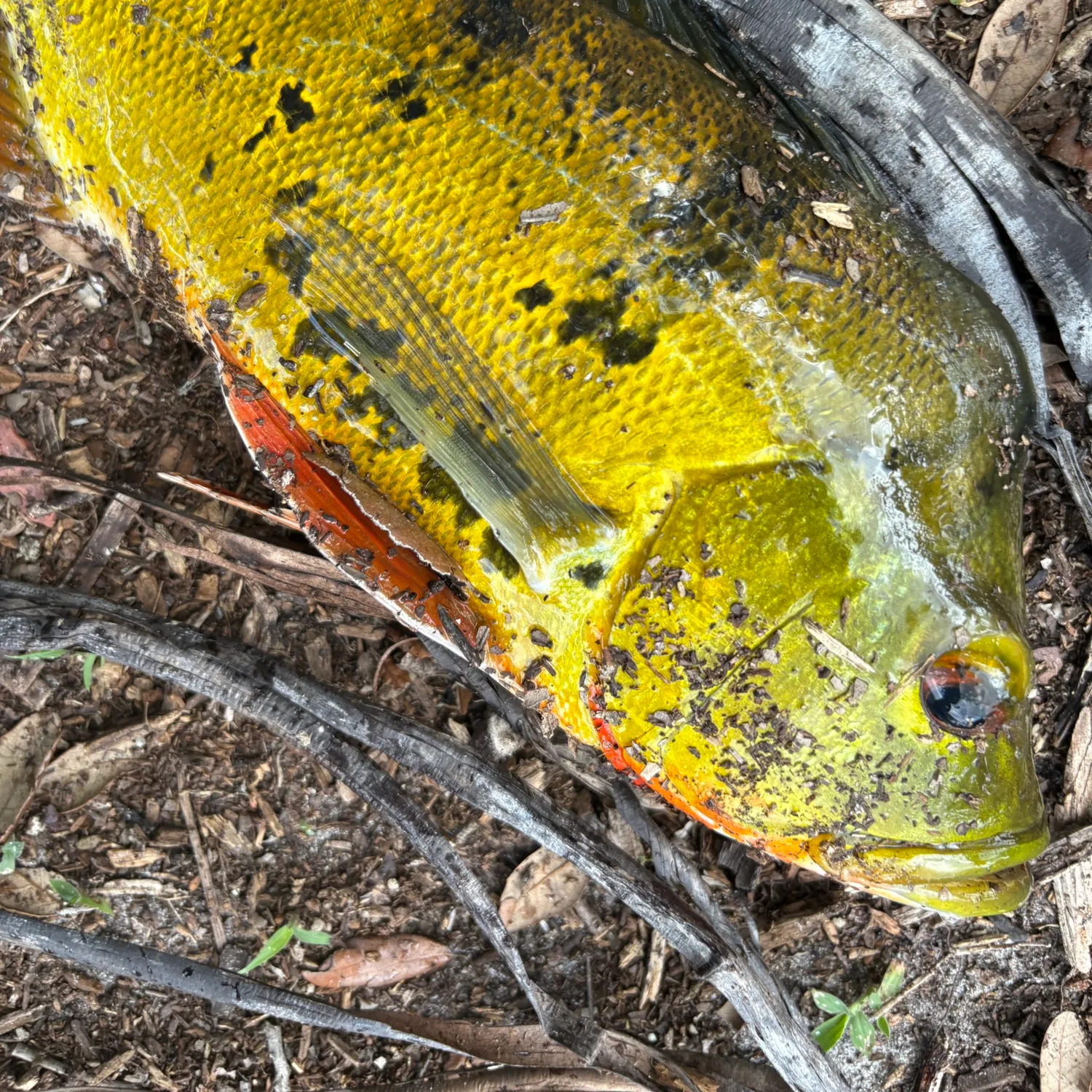 The most recent Butterfly peacock bass catches on Fishbrain