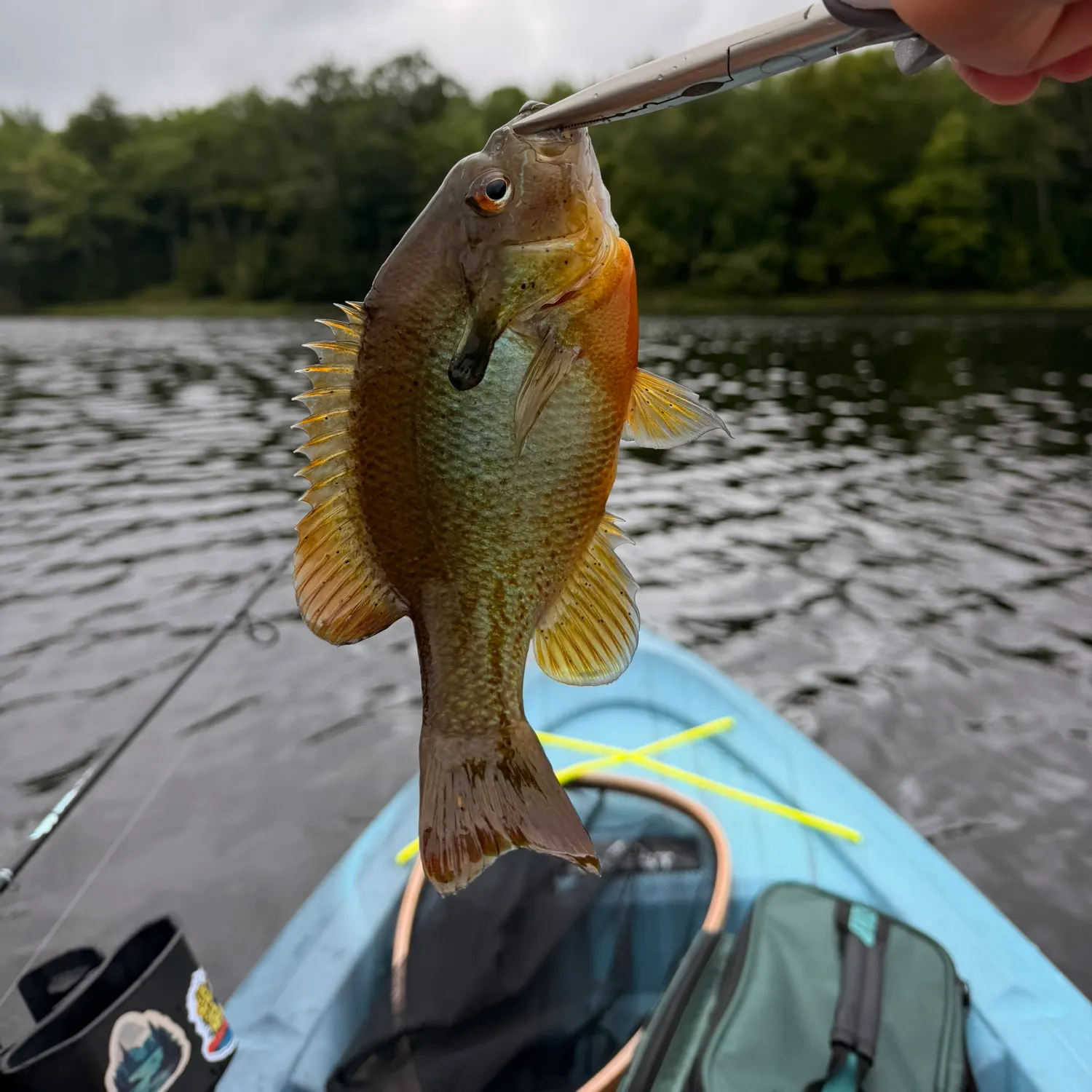 Redbreast sunfish caught on Fishbrain