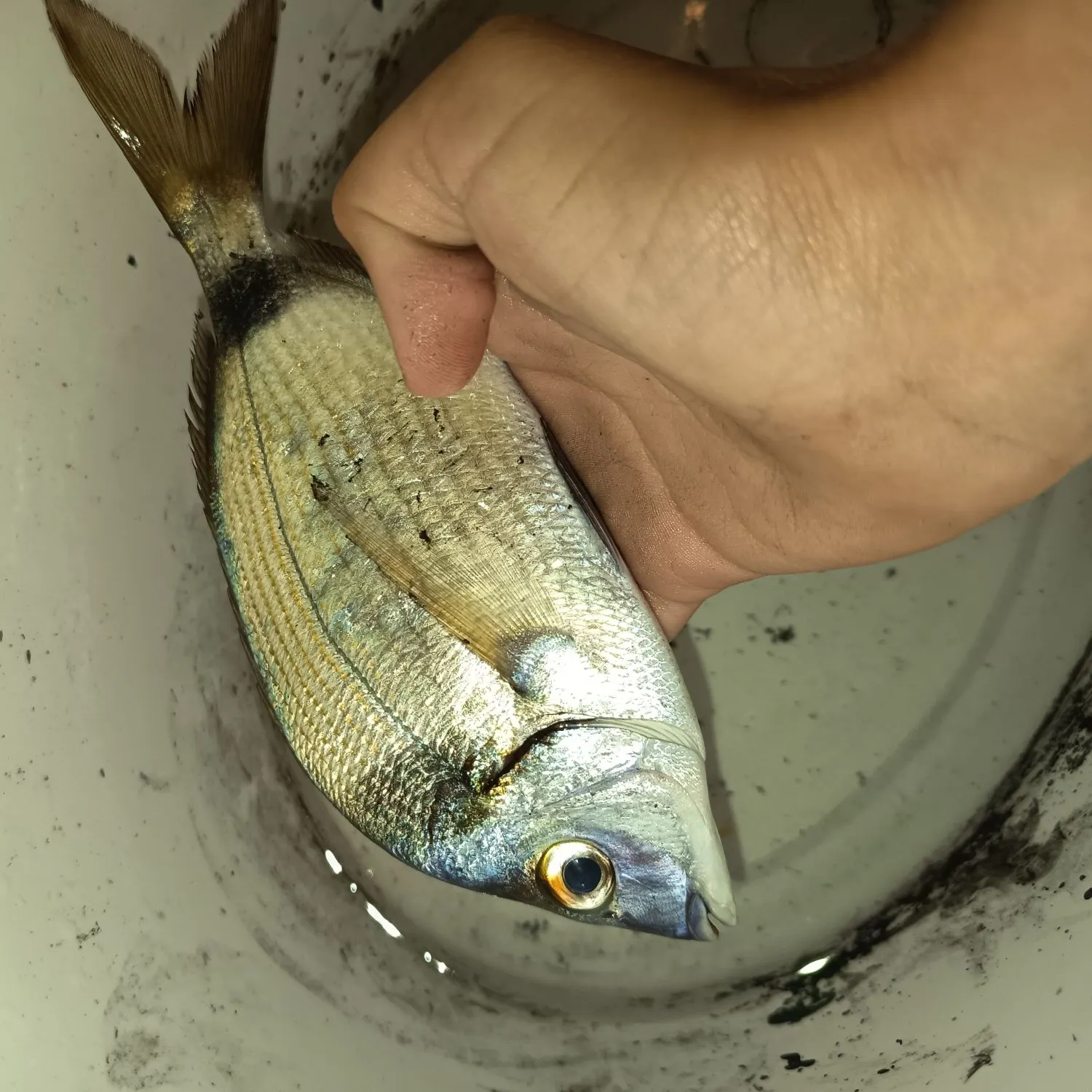 The most recent Common two-banded seabream catches on Fishbrain