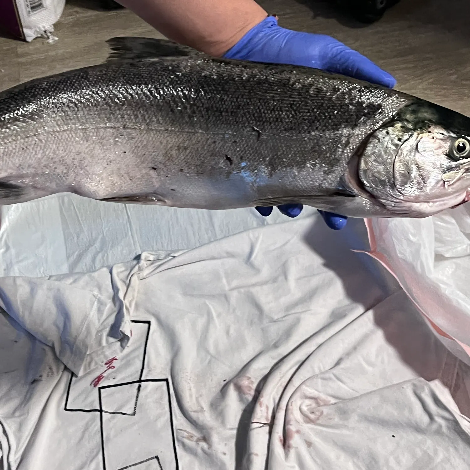 Coho salmon caught on Fishbrain