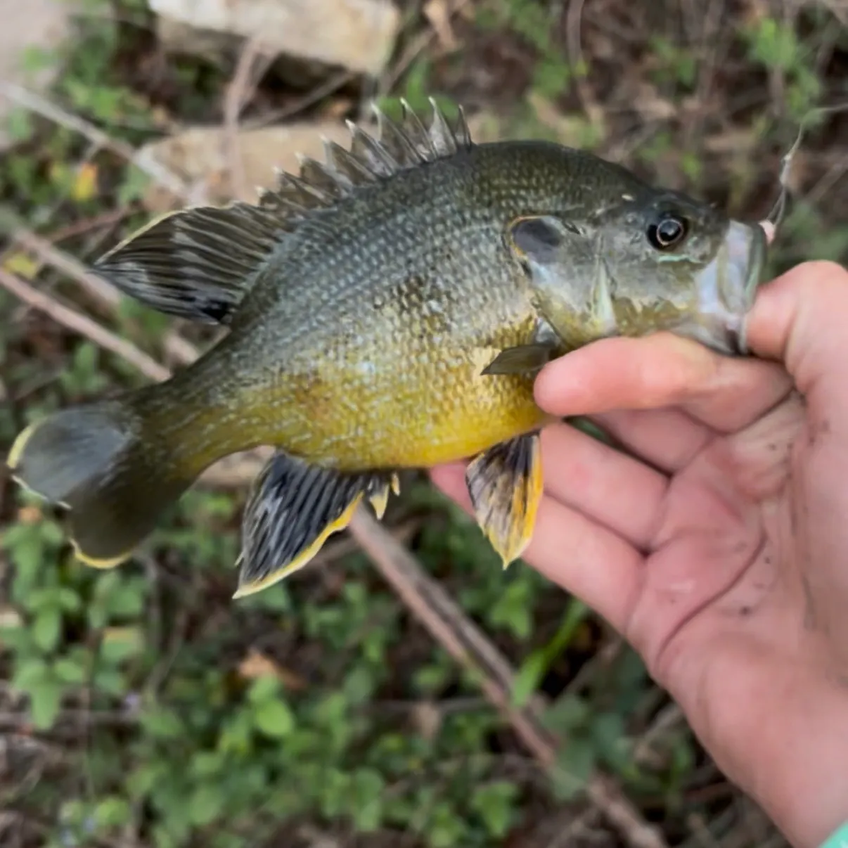 The most recent Warmouth catches on Fishbrain