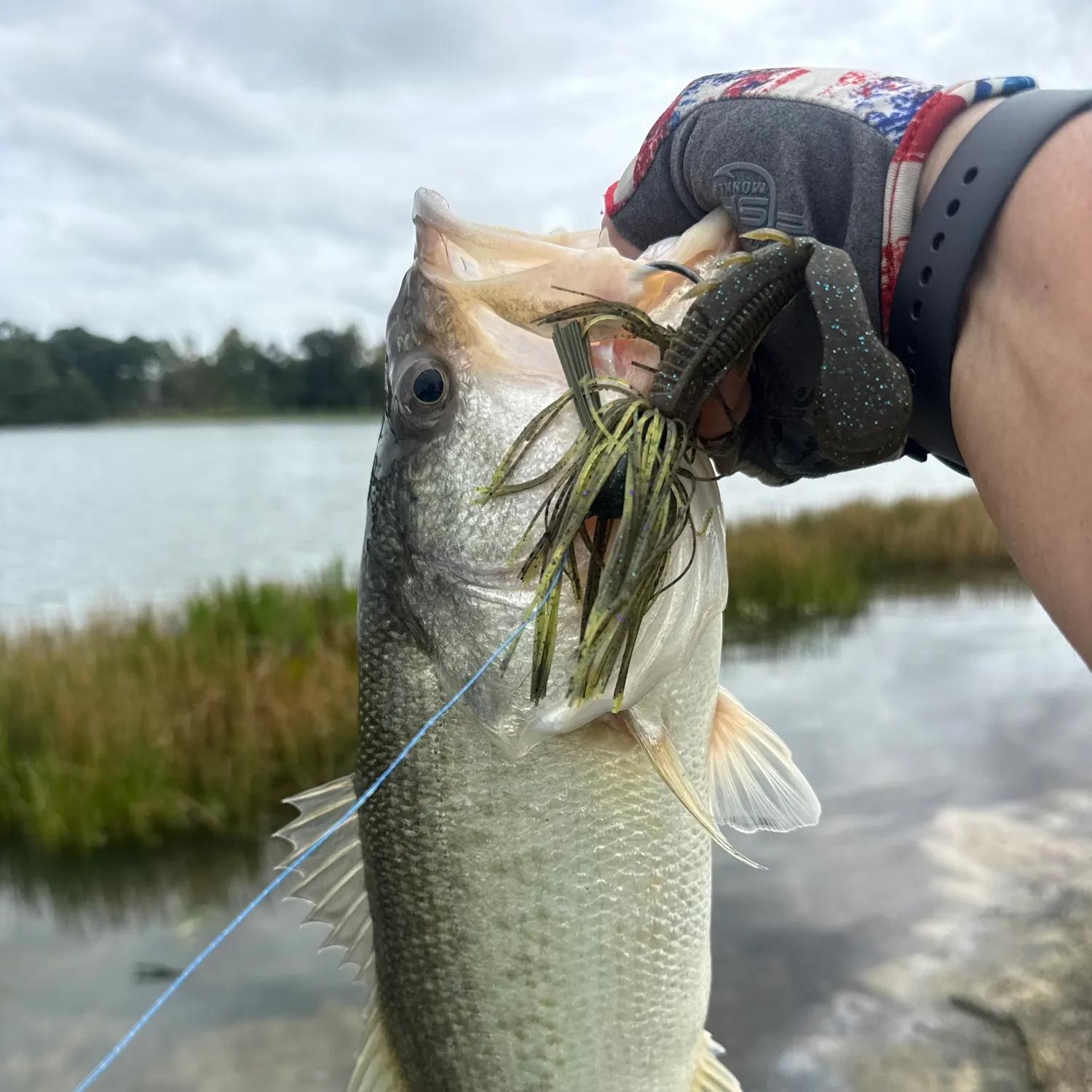 Florida bass caught on Fishbrain