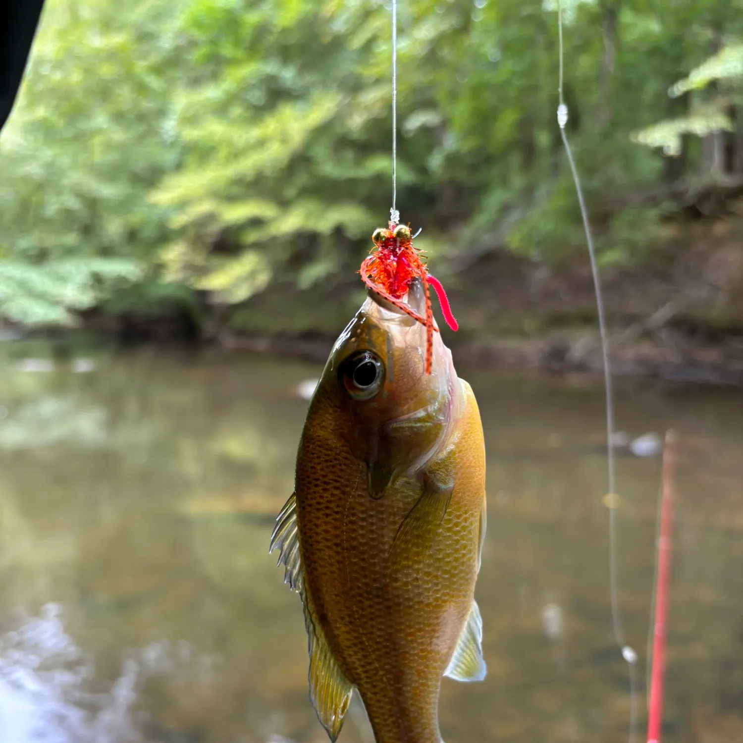 Redbreast sunfish caught on Fishbrain