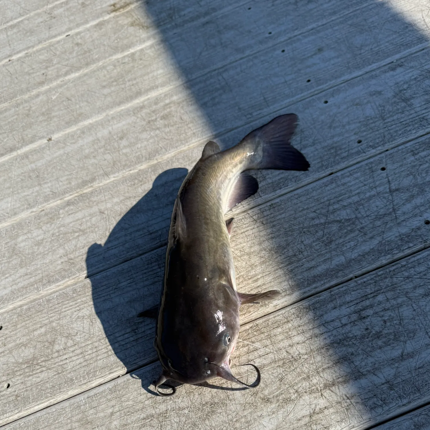 White bullhead caught on Fishbrain