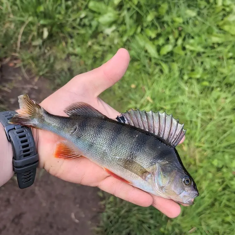 European perch caught on Fishbrain
