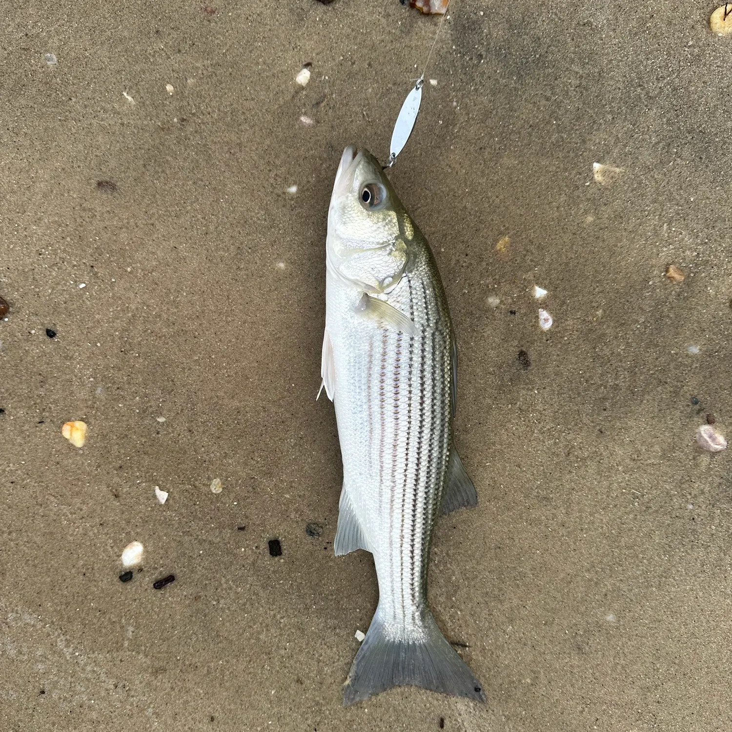 Striped bass caught on Fishbrain