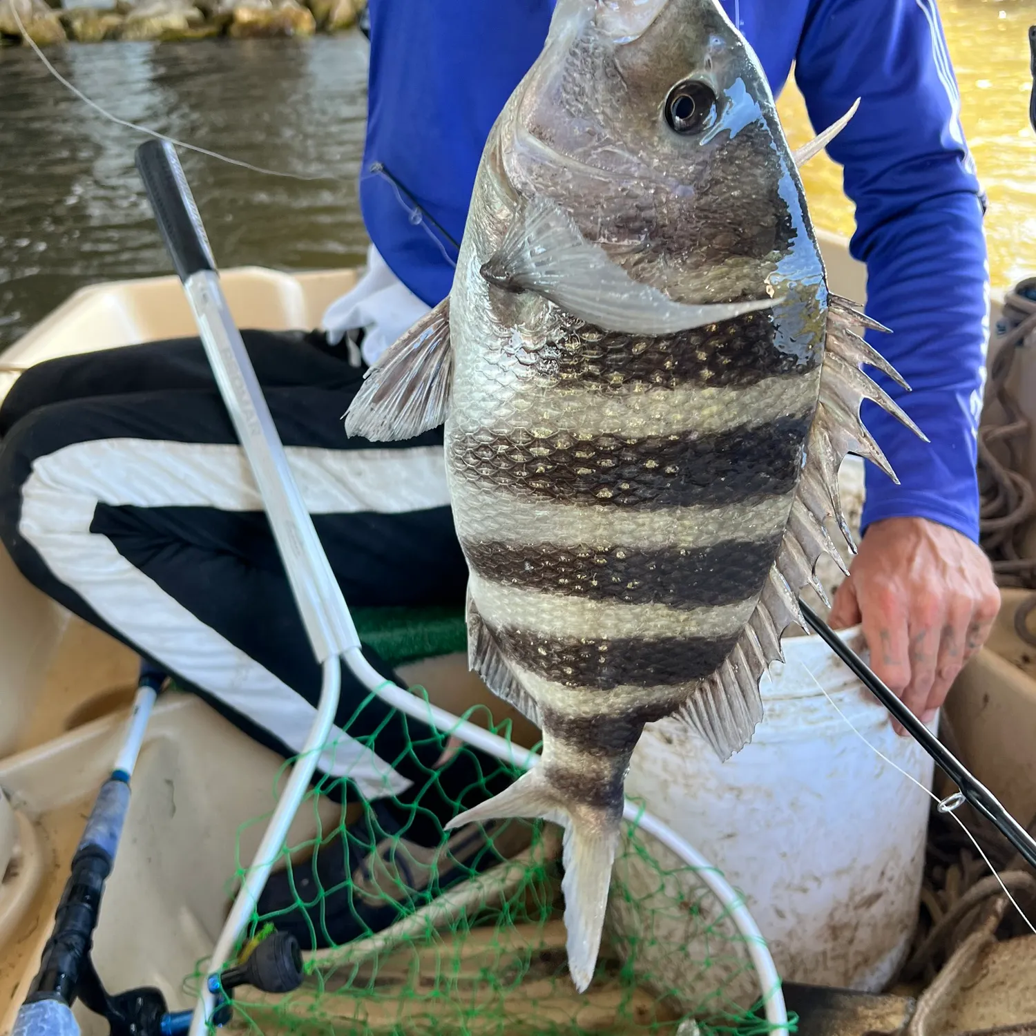 The most recent Sheepshead catches on Fishbrain
