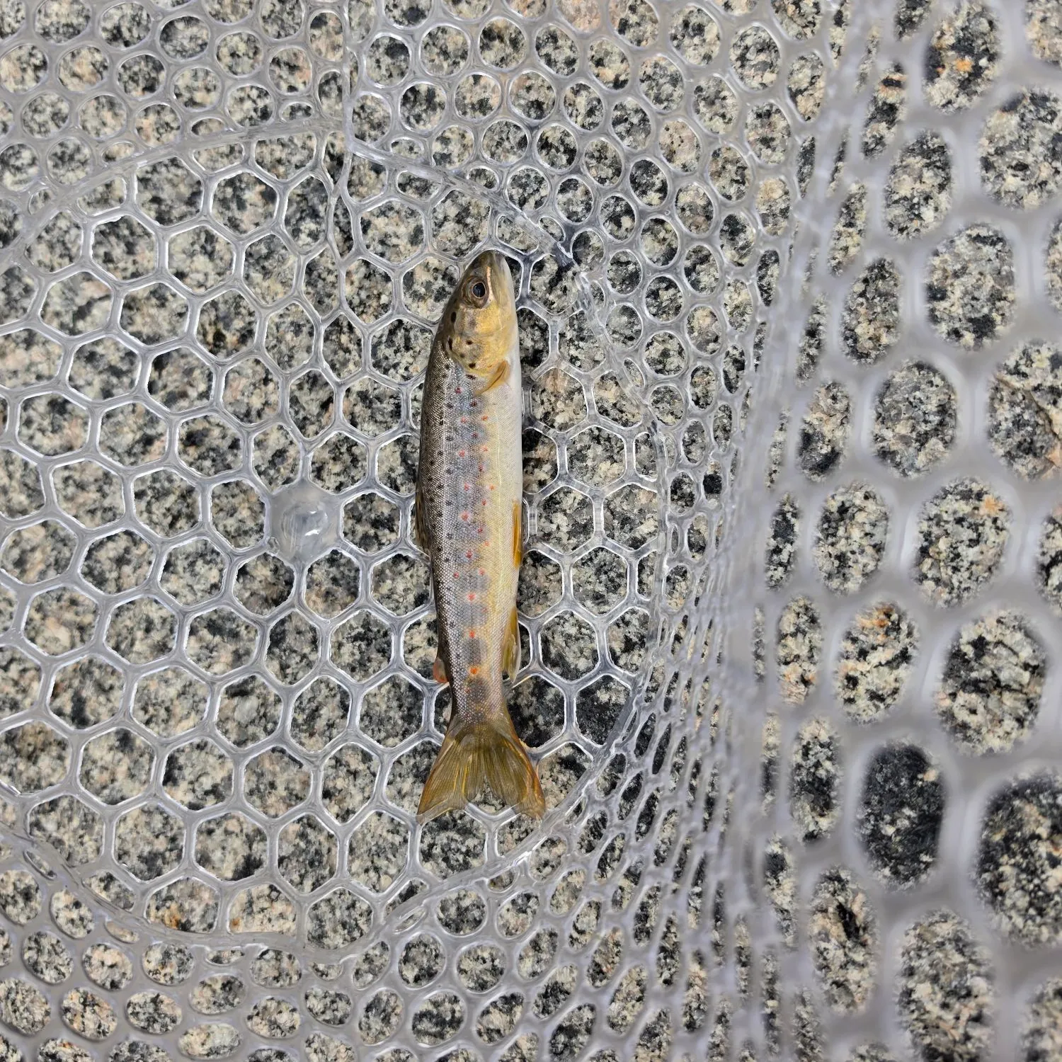 Brown trout caught on Fishbrain