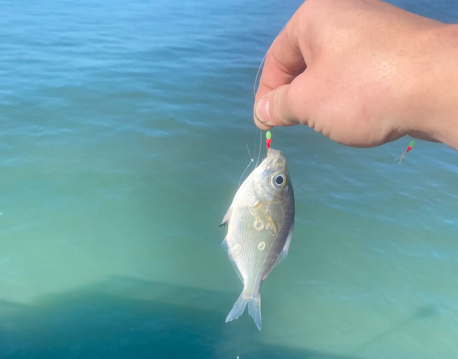 Silver surfperch