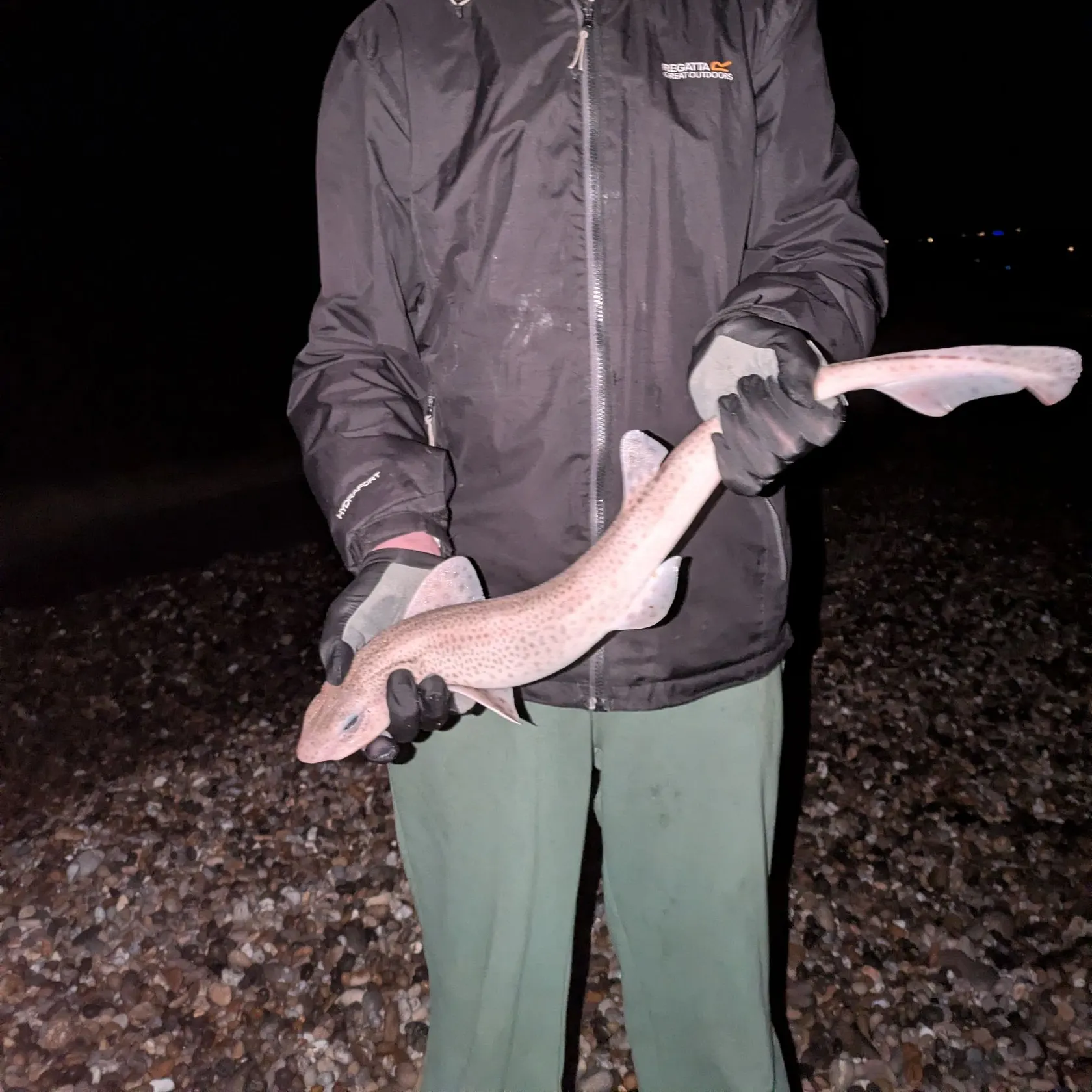 The most recent Lesser spotted dogfish catches on Fishbrain