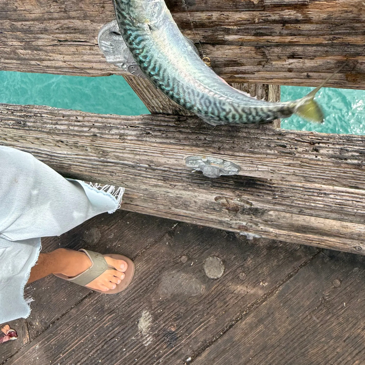 Pacific chub mackerel caught on Fishbrain