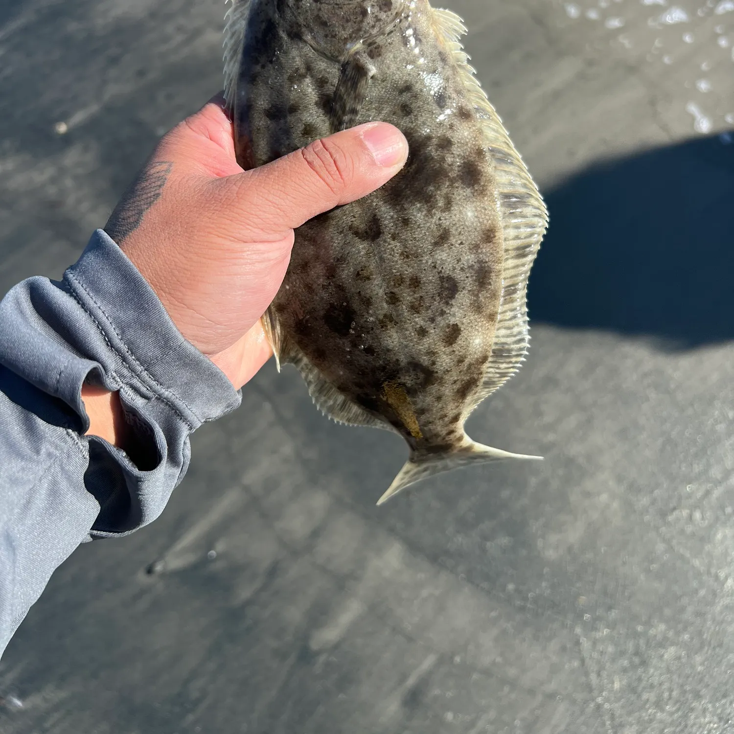 The most recent California halibut catches on Fishbrain