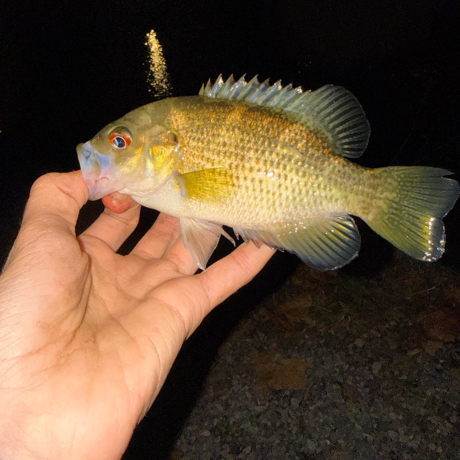 Rock bass caught on Fishbrain