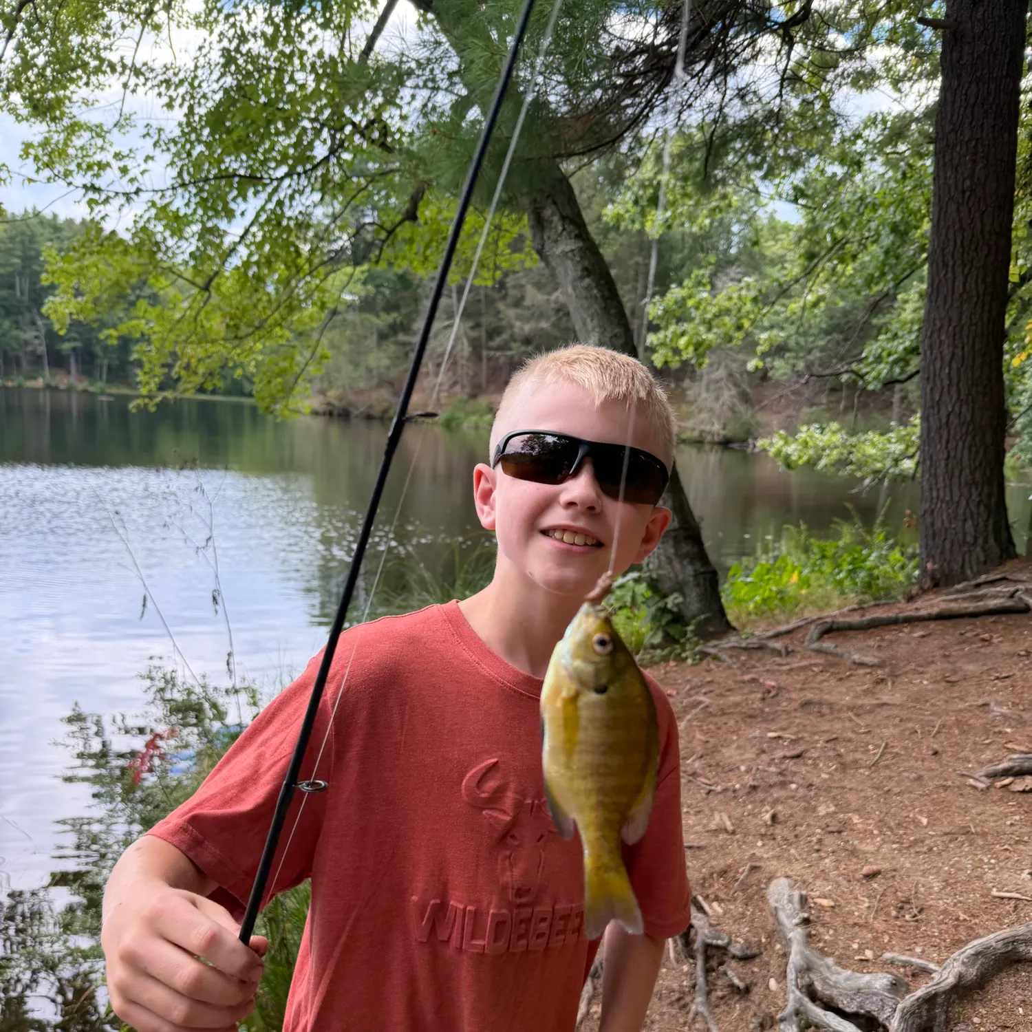 Bluegill caught on Fishbrain