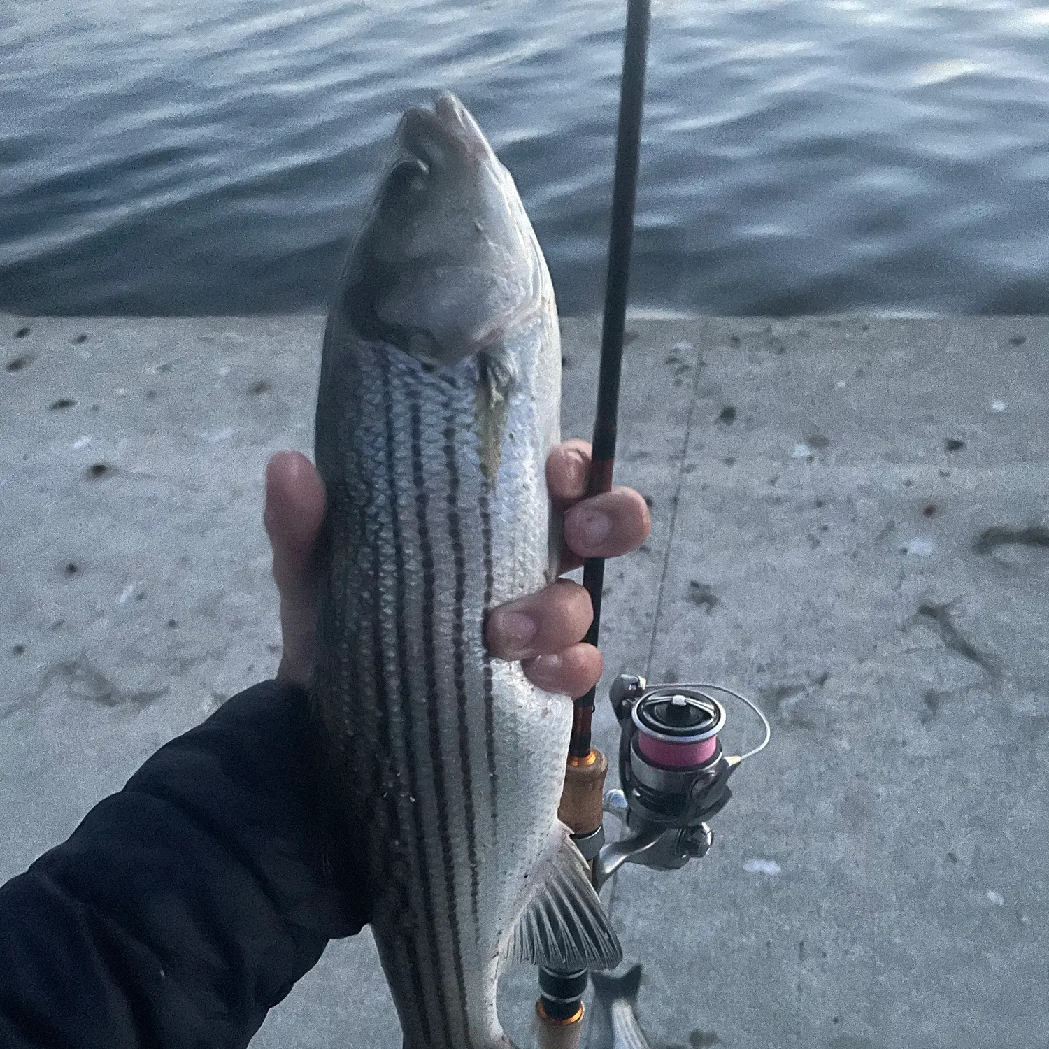Striped bass caught on Fishbrain