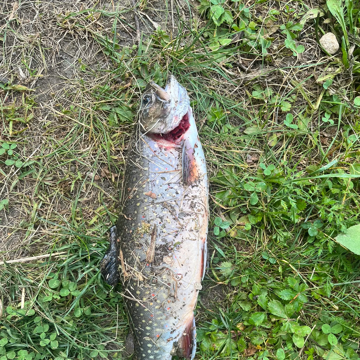 The most recent Brook trout catches on Fishbrain