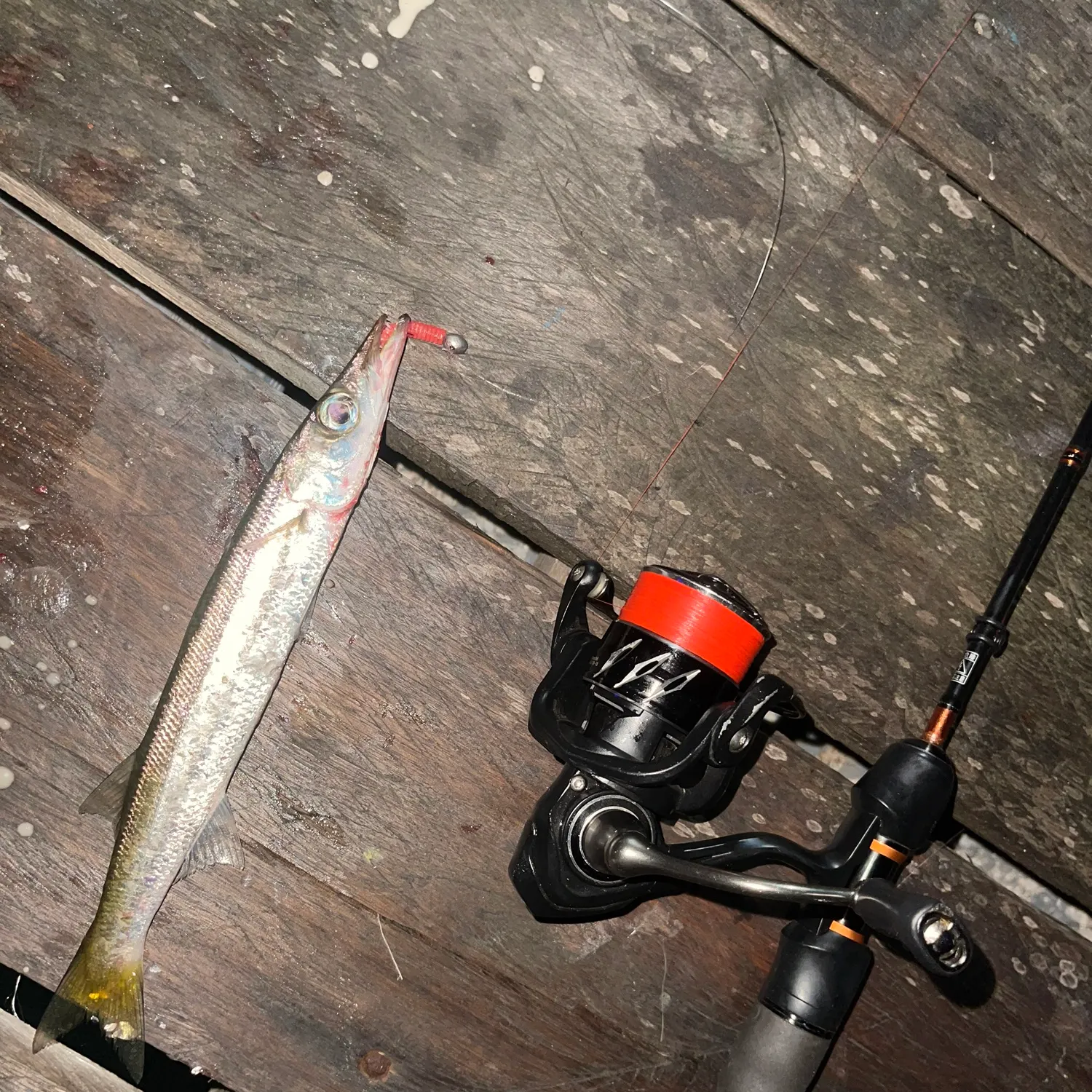 The most recent Obtuse barracuda catches on Fishbrain