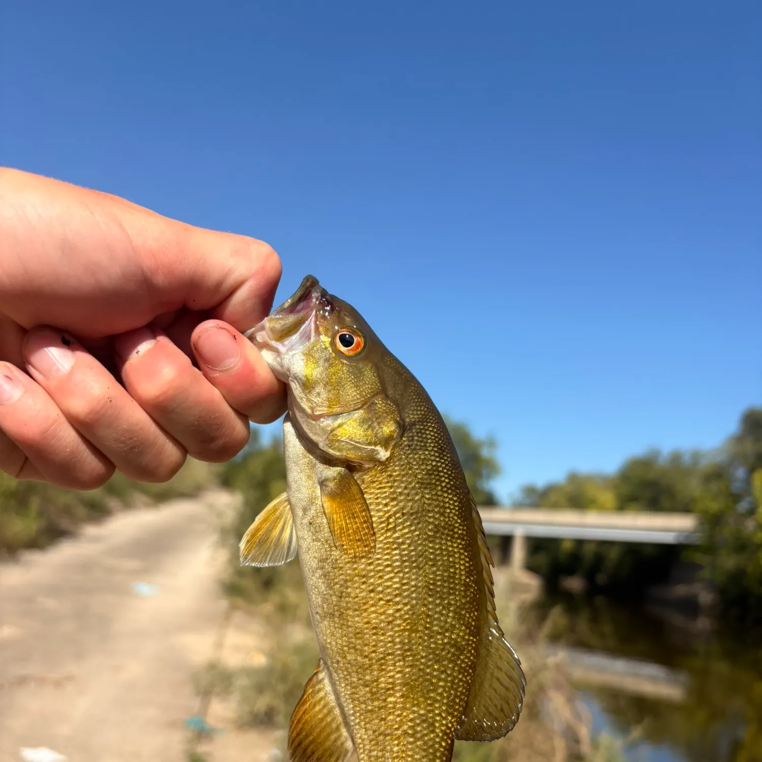 Smallmouth bass caught on Fishbrain