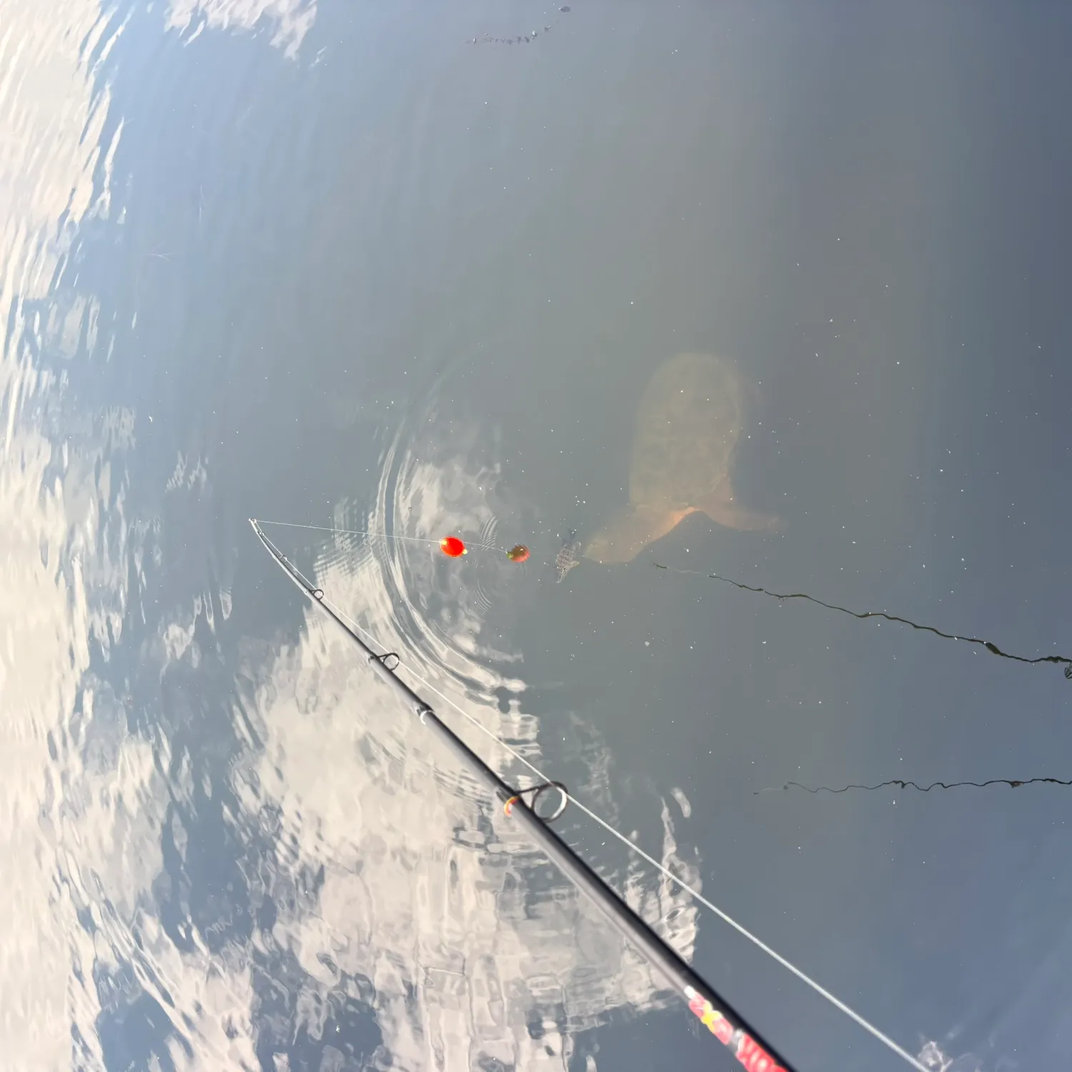 Common snapping turtle caught on Fishbrain
